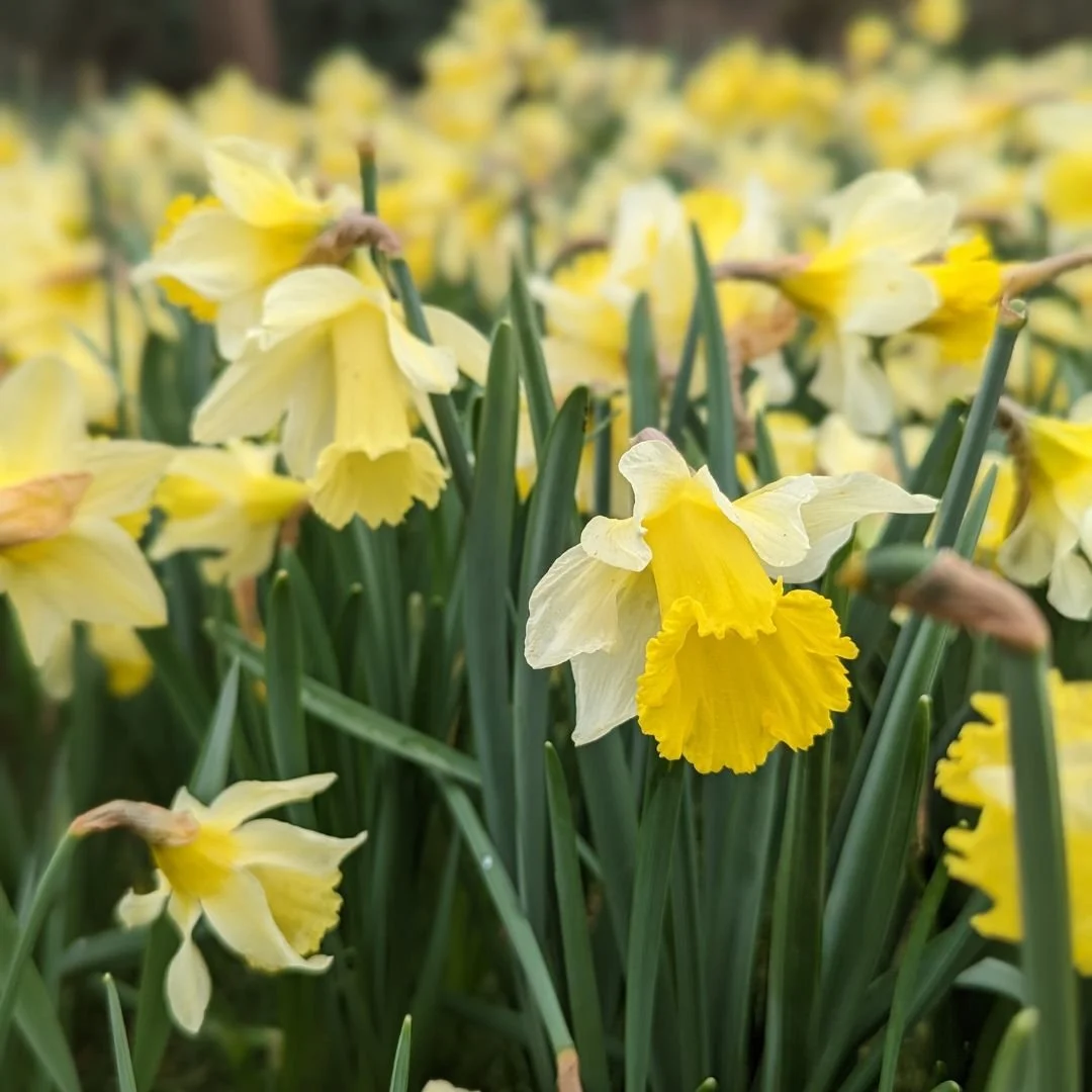 Daffodils in bloom Leonardslee Gardens Sussex (2).jpg