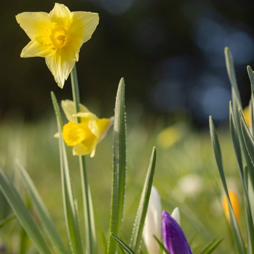 Daffodils in bloom Leonardslee Gardens Sussex (15).jpg