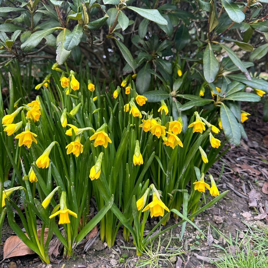 Daffodils in bloom Leonardslee Gardens Sussex (9).jpg