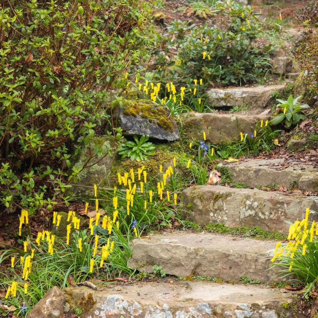 Daffodils in bloom Leonardslee Gardens Sussex (14).jpg