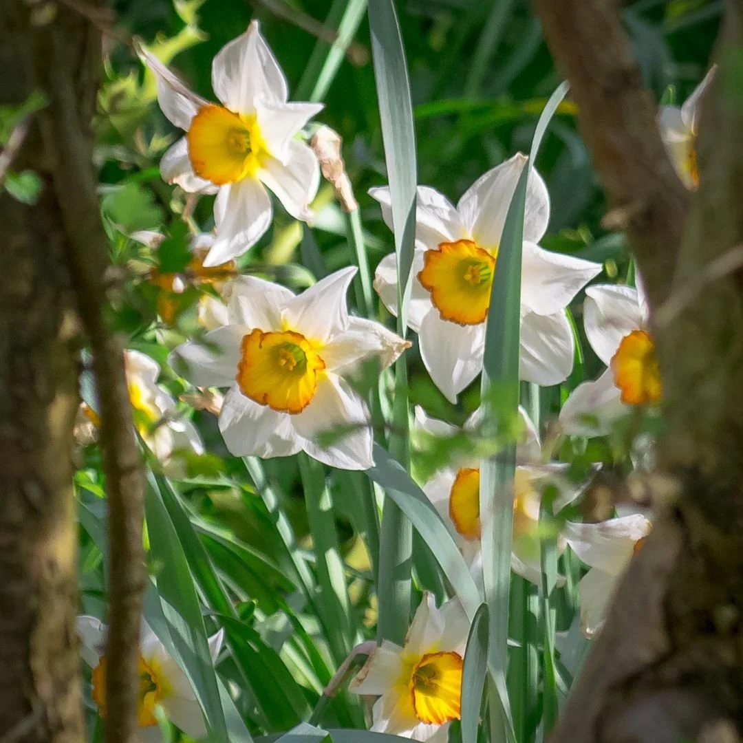 Daffodils in Bloom | Spring Flowers in Sussex