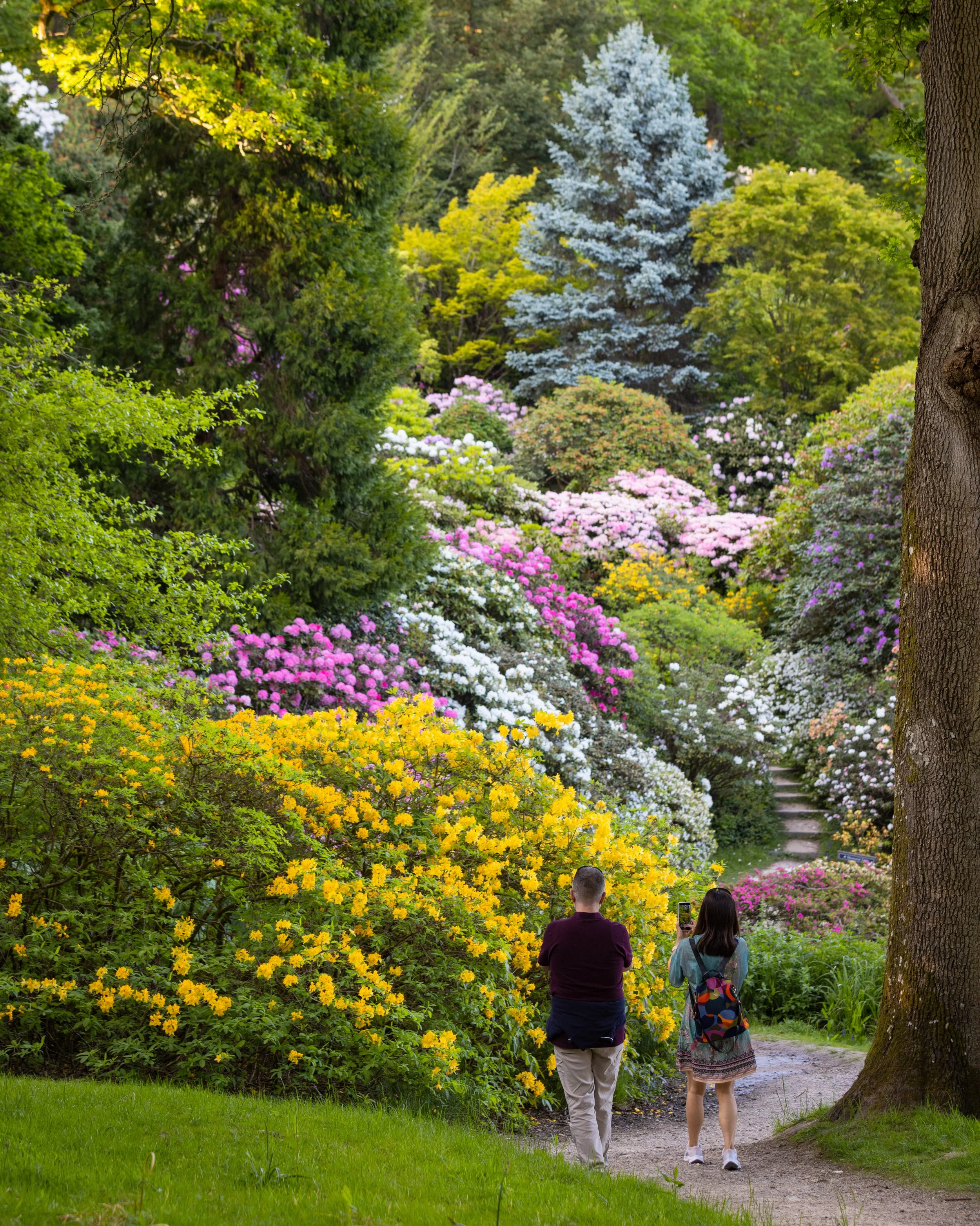 leonardslee-spring-2023-86 (1) (1).jpg