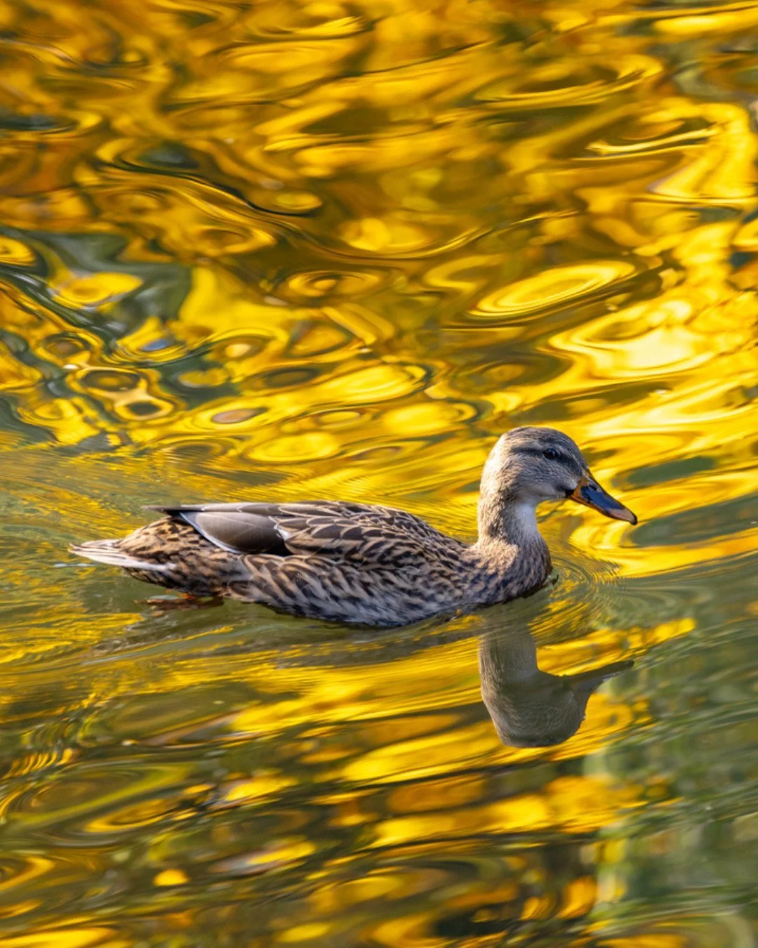 Ducks drift across the lakes in slow, graceful lines, leaving ripples that mirror the sky above. 🦆✨

#Wildlife #LeonardsleeMoments #MallardDucks #GardenLife