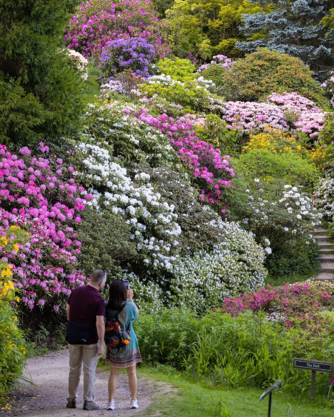 From hidden woodland corners to open lakes, wildlife shapes the rhythm of spring at Leonardslee. 🌱✨

Our spring displays are a spectacular explosion of colour, scent and texture every year, bringing people from all around the world to visit and witn