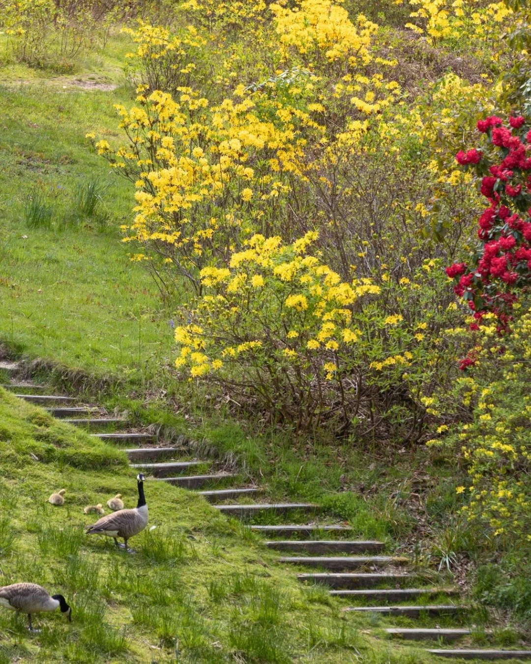 Spring days were made for exploring!

Across Leonardslee the gardens are awakening, with plenty of fresh sights to discover around every corner.

Perfect for a gentle wander and a mindful moment where life can slow and relax fully. 🌸

#FamilyDaysOut