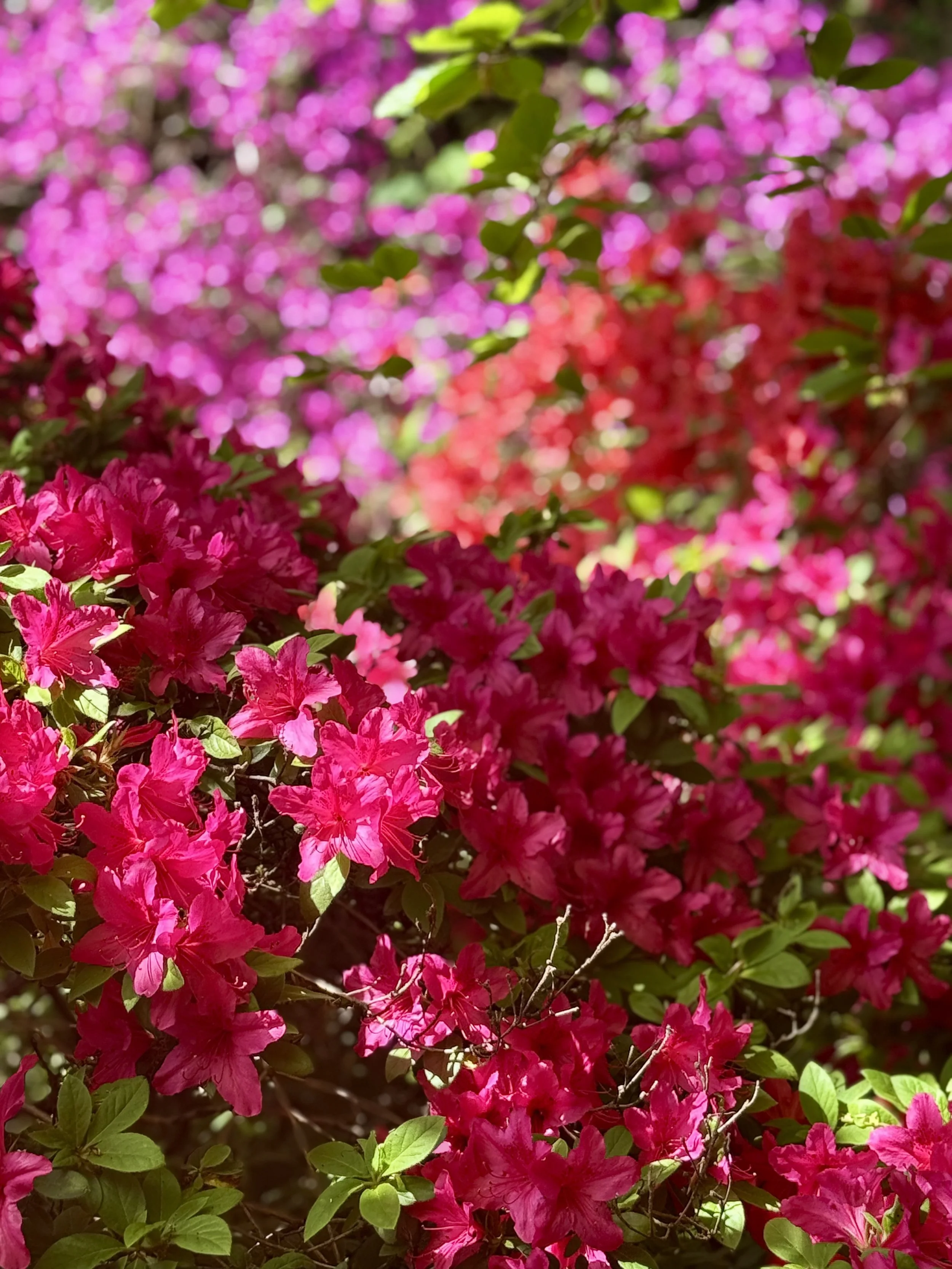 Spring Across Leonardslee Estate