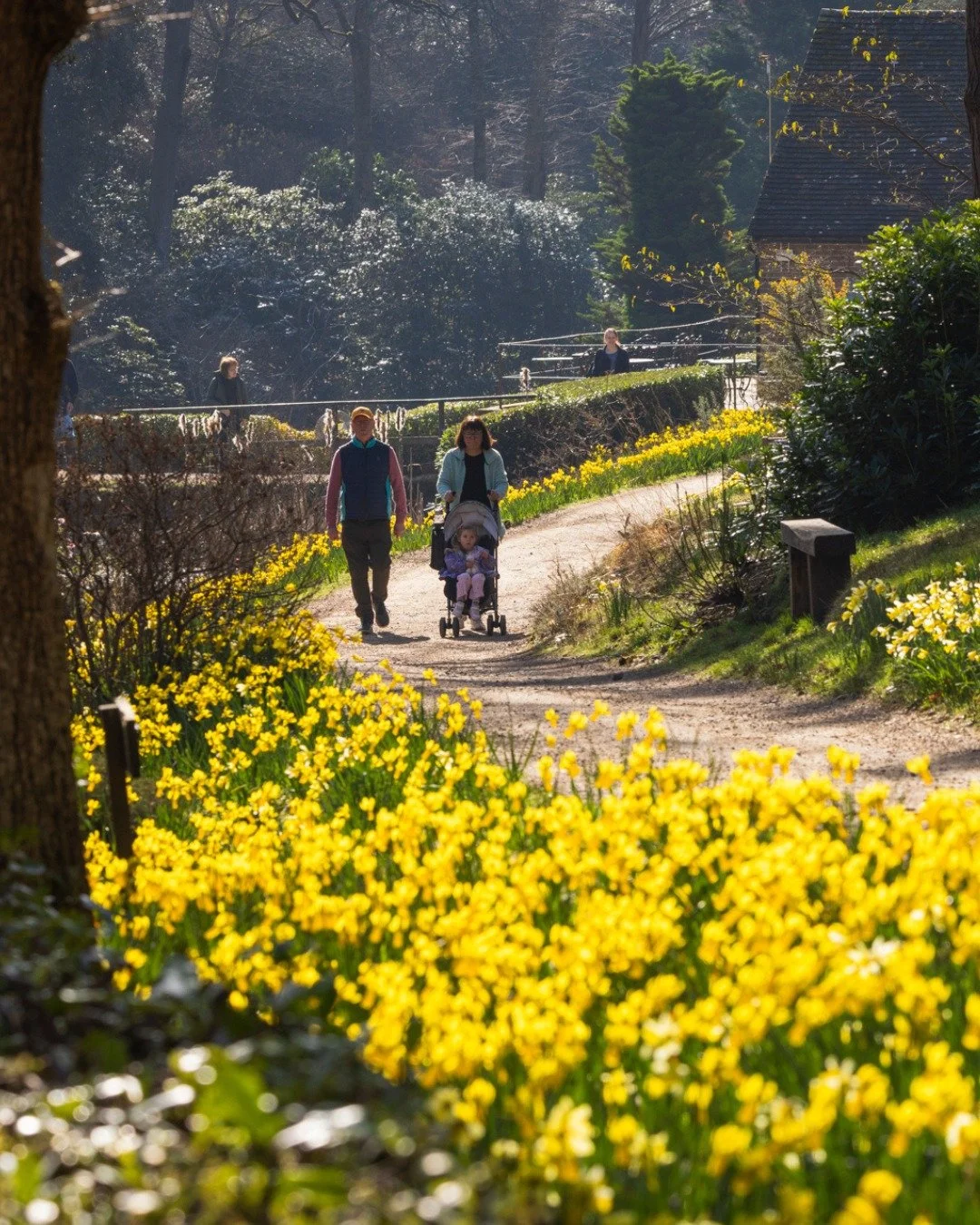 The daffodils are still shining brightly within our grounds,  particularly throughout the valley - bordering our lakes and lining the pathways. 

They're such a happy sight to behold, and with the brighter weather this weekend, we'd encourage all to 