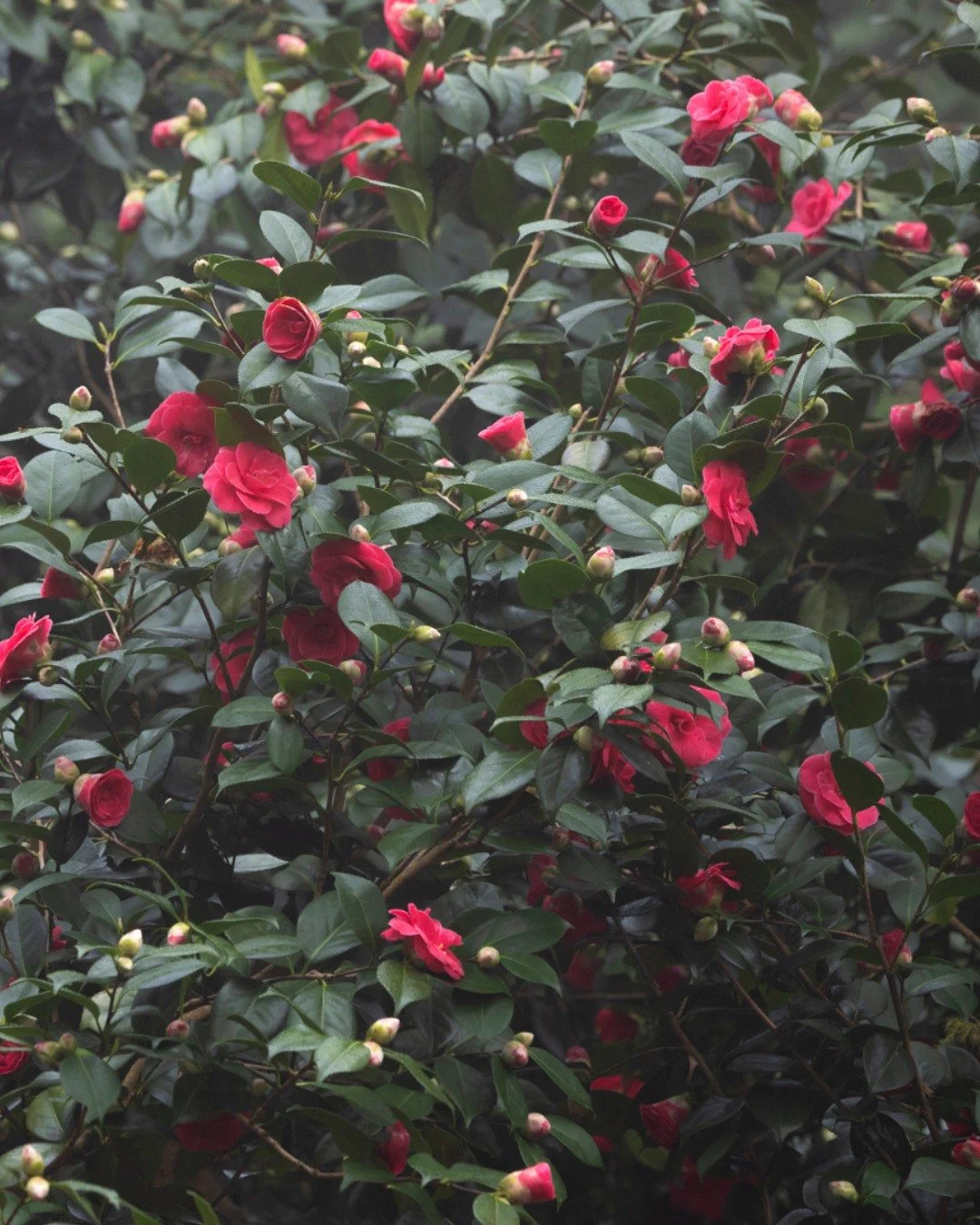 Camellia season is quietly stealing the show&hellip; 🤍

With their glossy leaves and perfectly formed blooms, camellias bring a touch of early-season elegance to the gardens.

Some of our specimens are flowering beautifully right now.

Have you spot