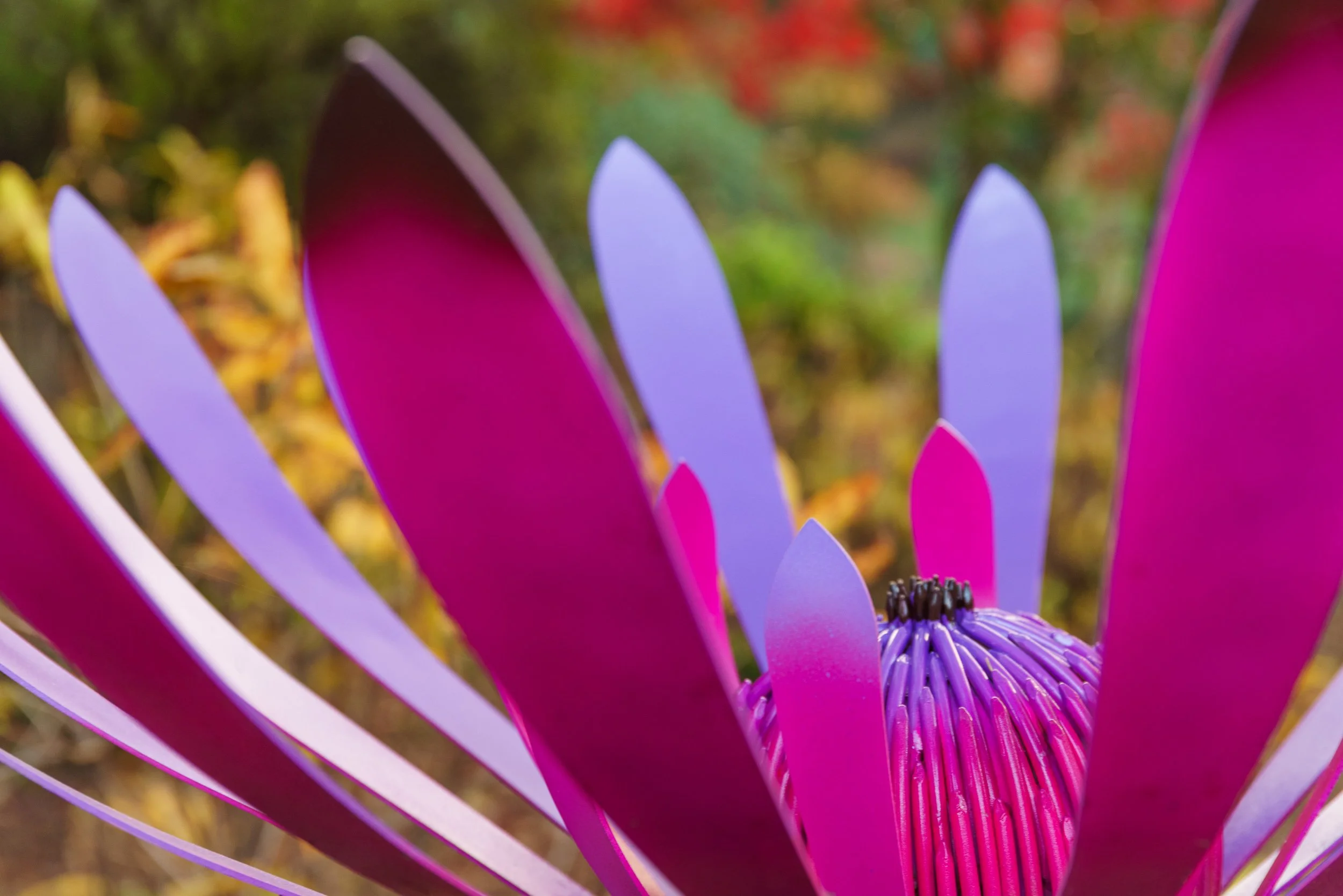 Protea by Nicholas Baker 