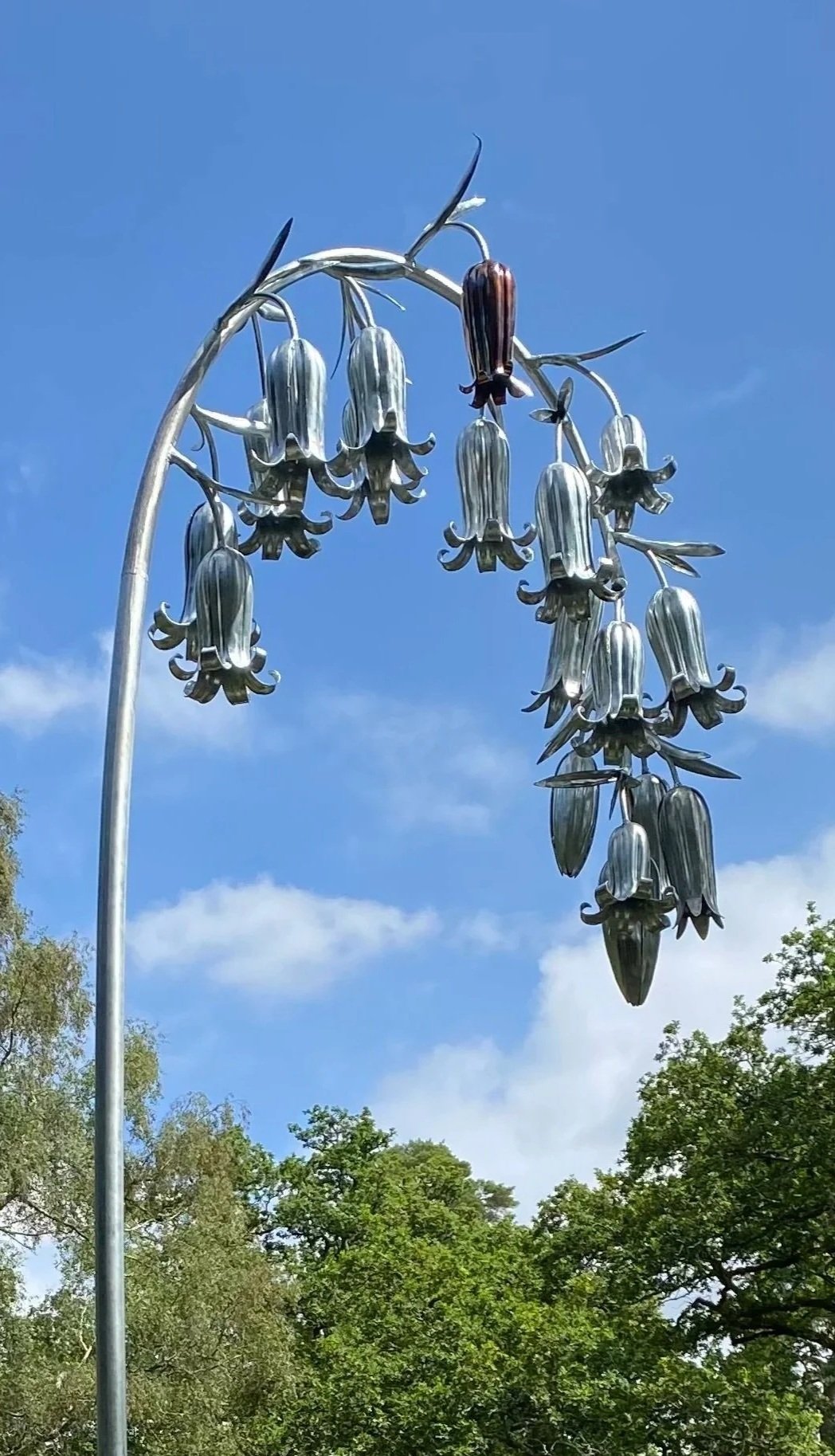 The Bluebell by David Hyde 