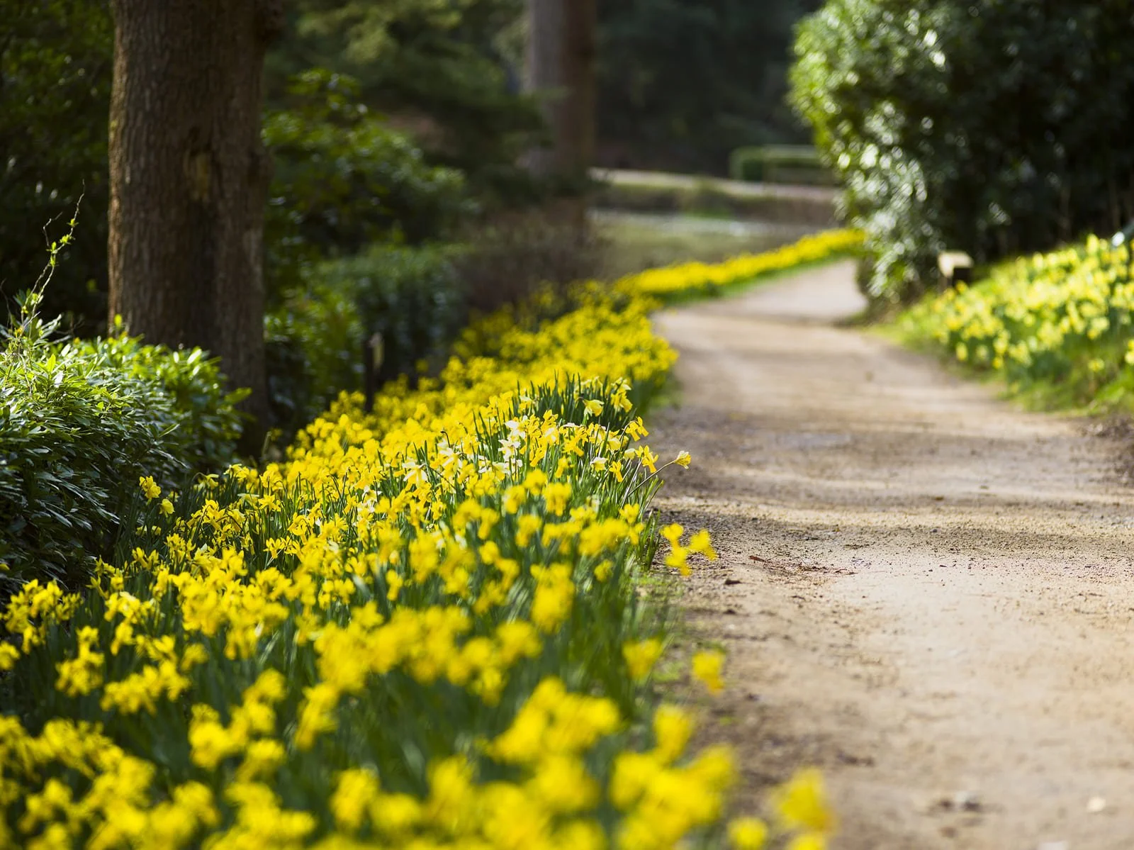 Leonardslee gardens.jpg