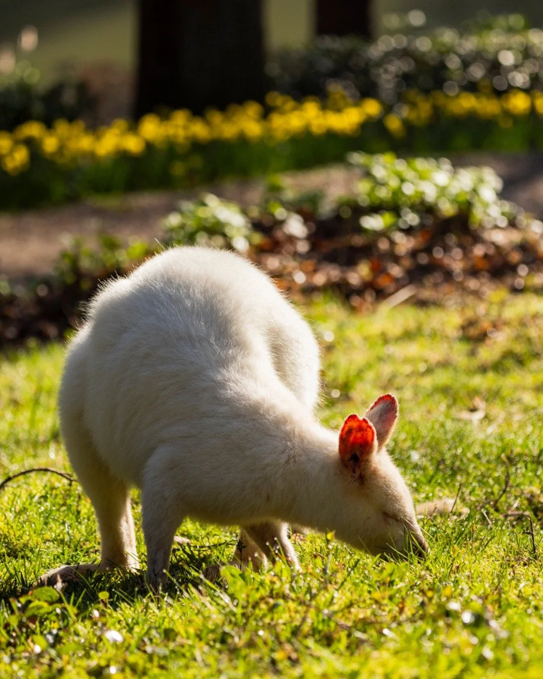 There&rsquo;s something so grounding about spotting wildlife going about its day, undisturbed and unhurried. 🦘🍃

#wildwallabies #wildlife #gardenlife #beautifulmoments