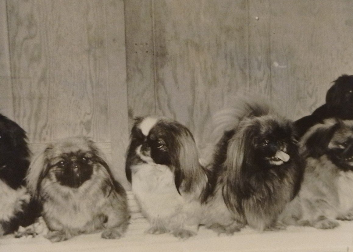 Kevin Newman dog show.jpg