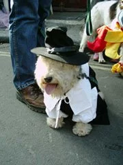 Kevin Newman spaniel racing.jpg