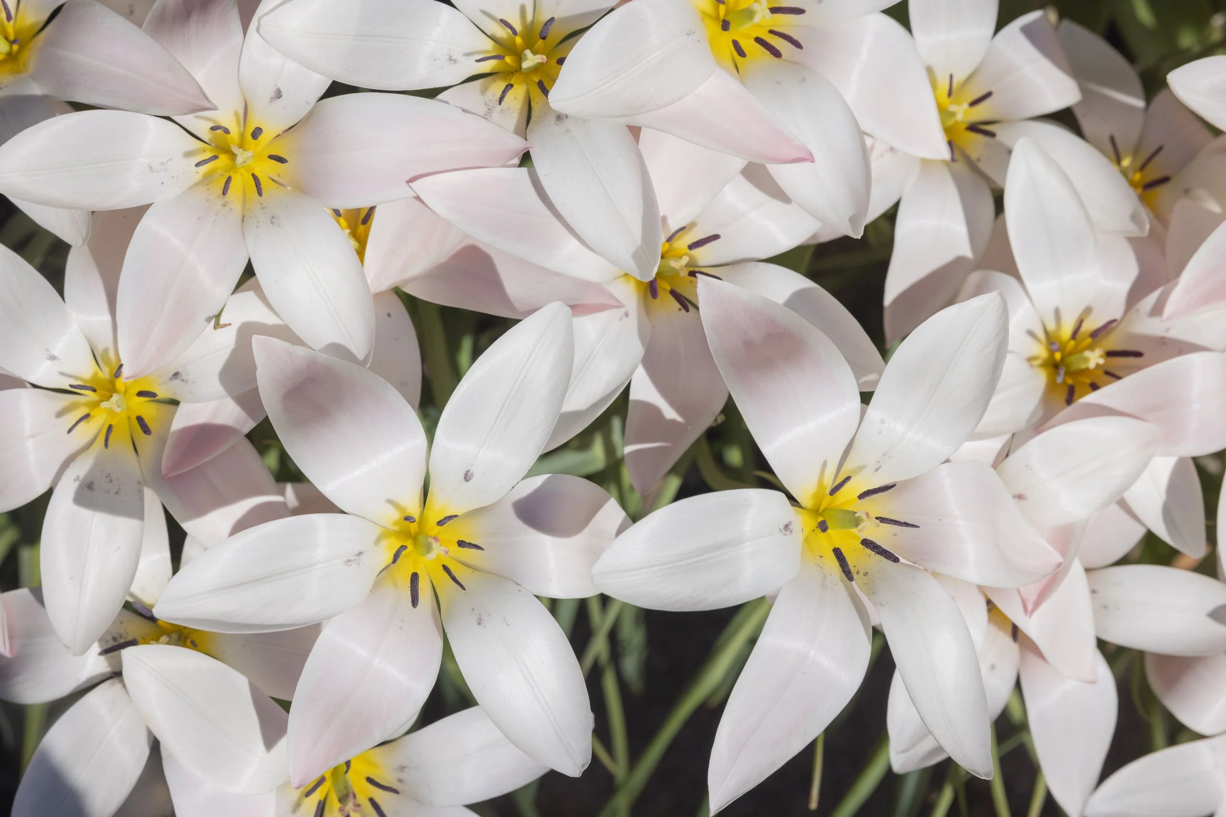The Height of Spring