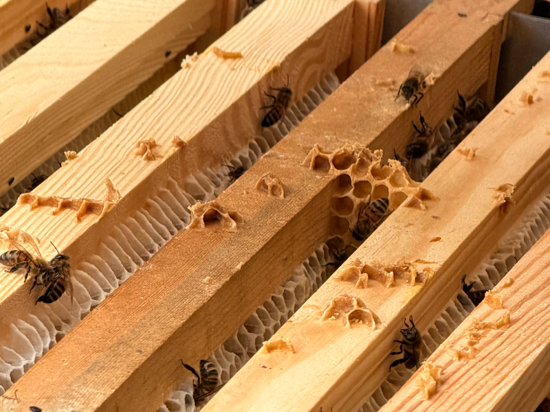 Behind the Hives: Bee Tours &amp; Talks