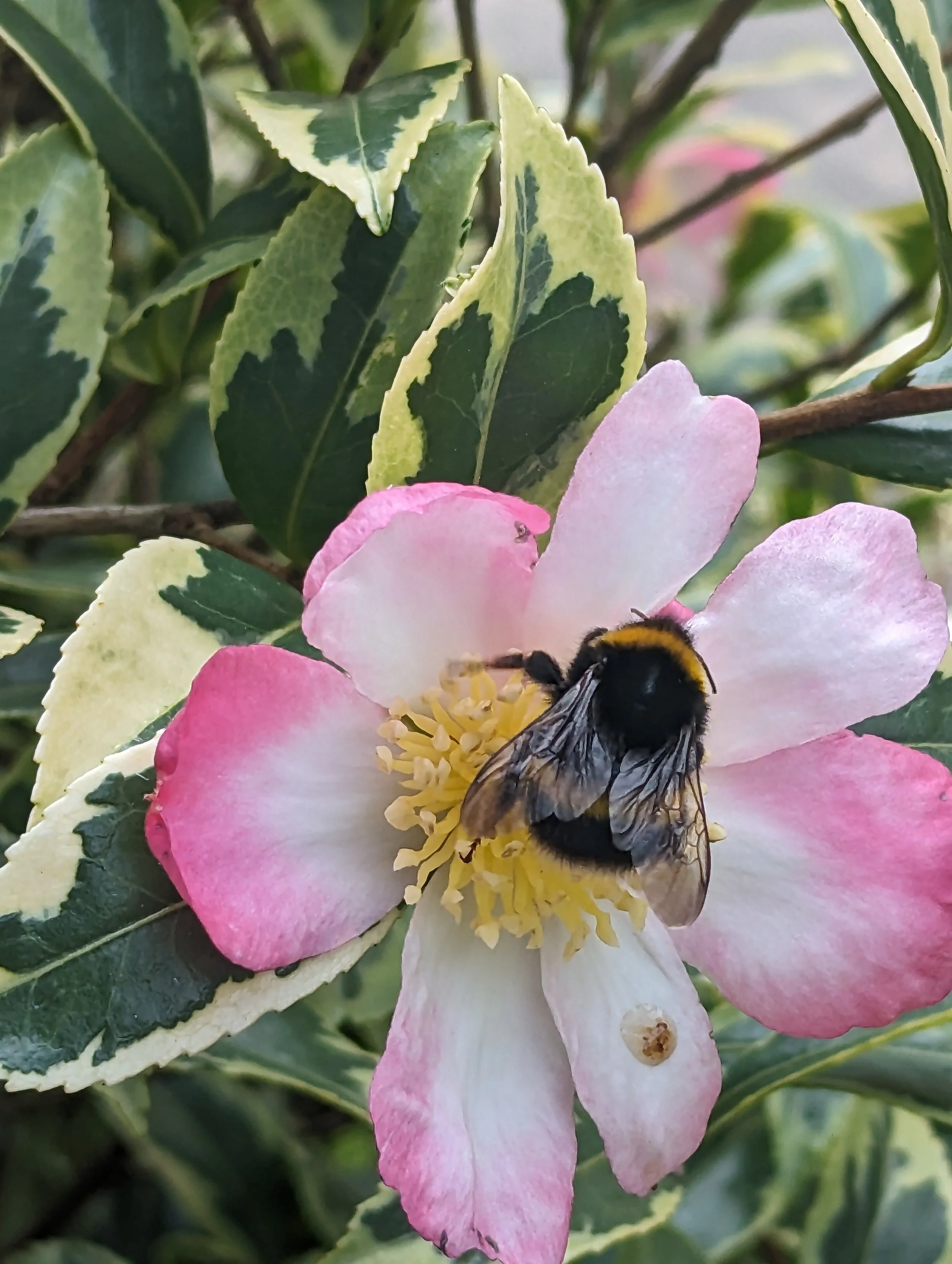 bees at Leonardslee.jpg