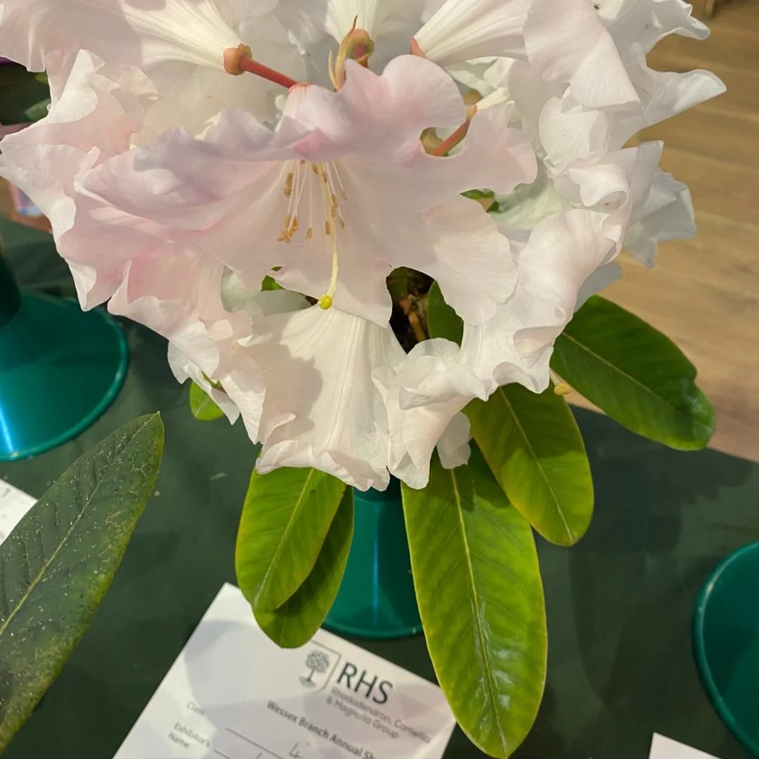 Rhododendron 'Loderi Game Chick'