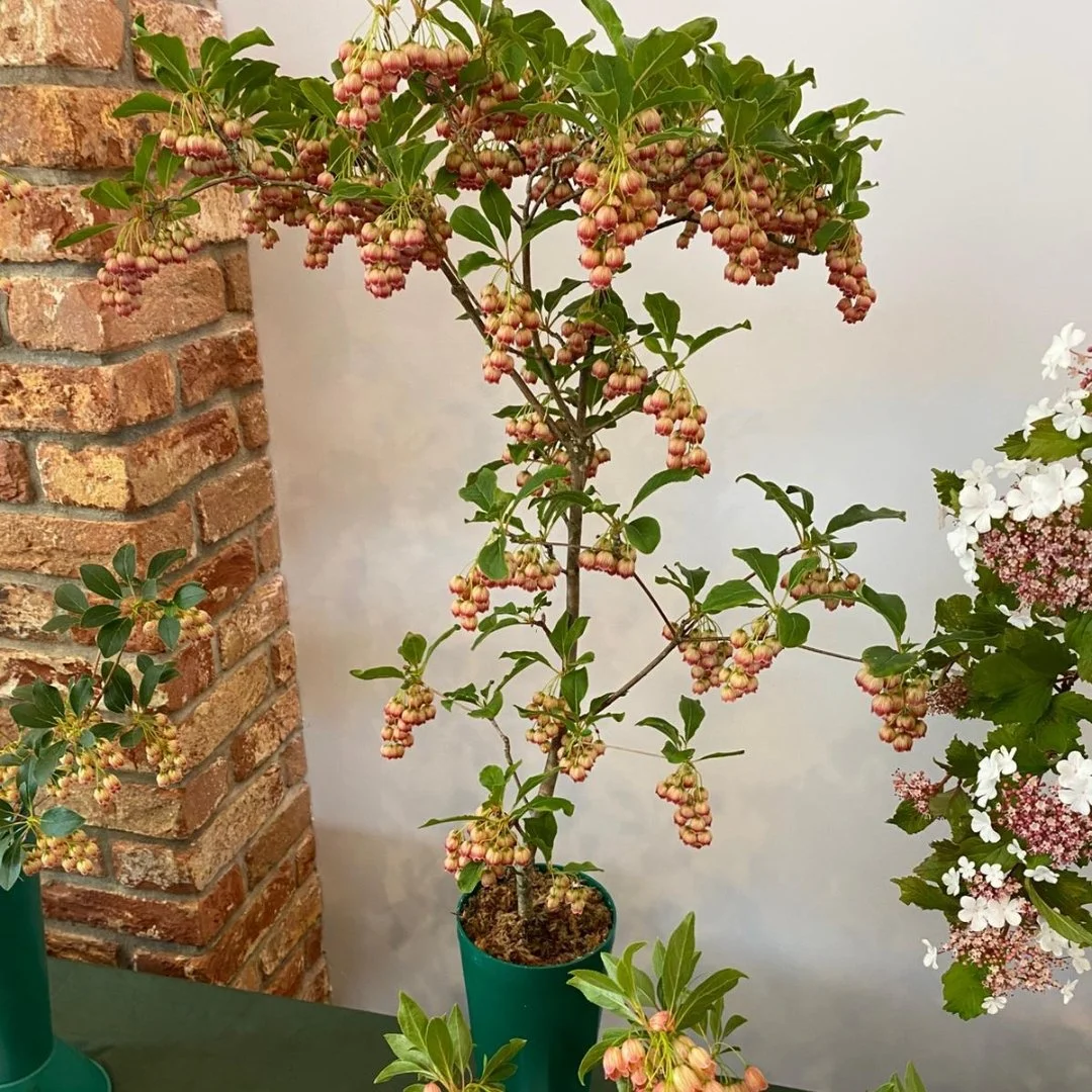 Enkianthus Campanulatu