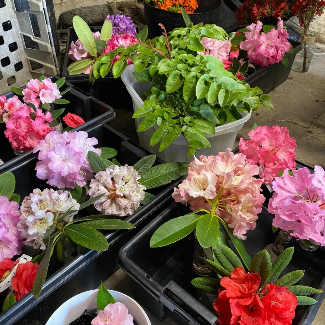 Rhododendrons