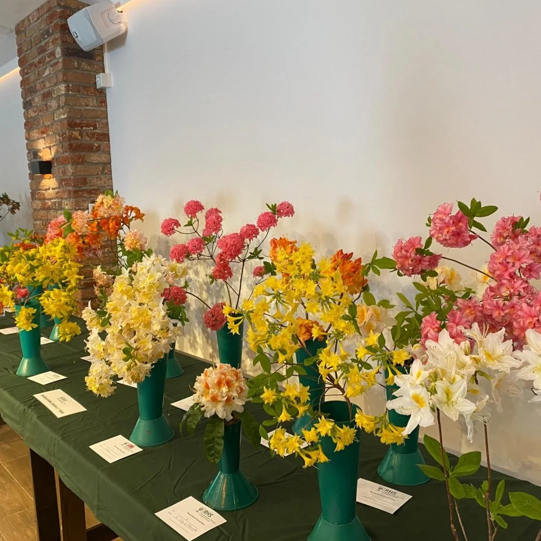 Azaleas