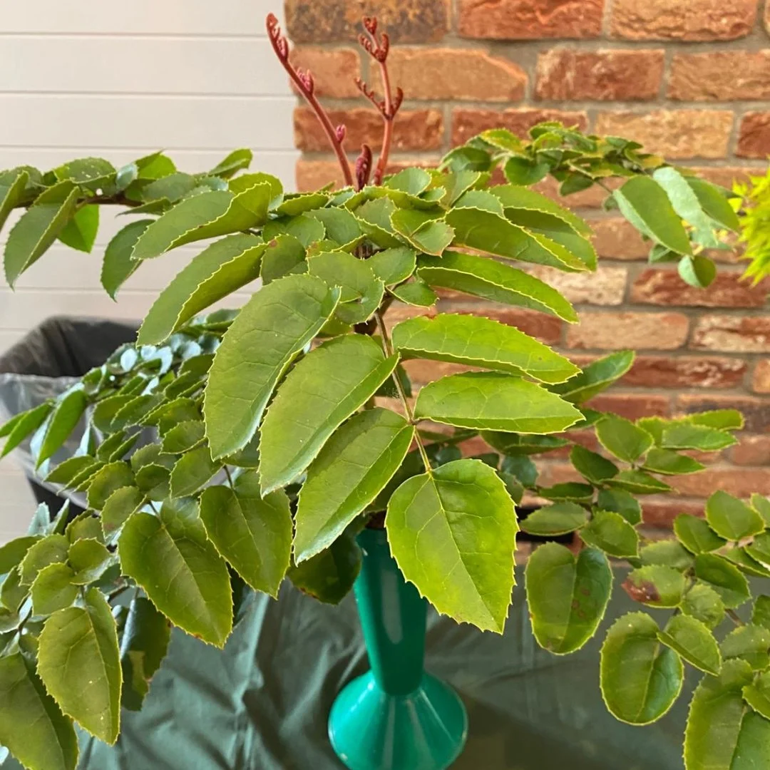Gevuina avellana