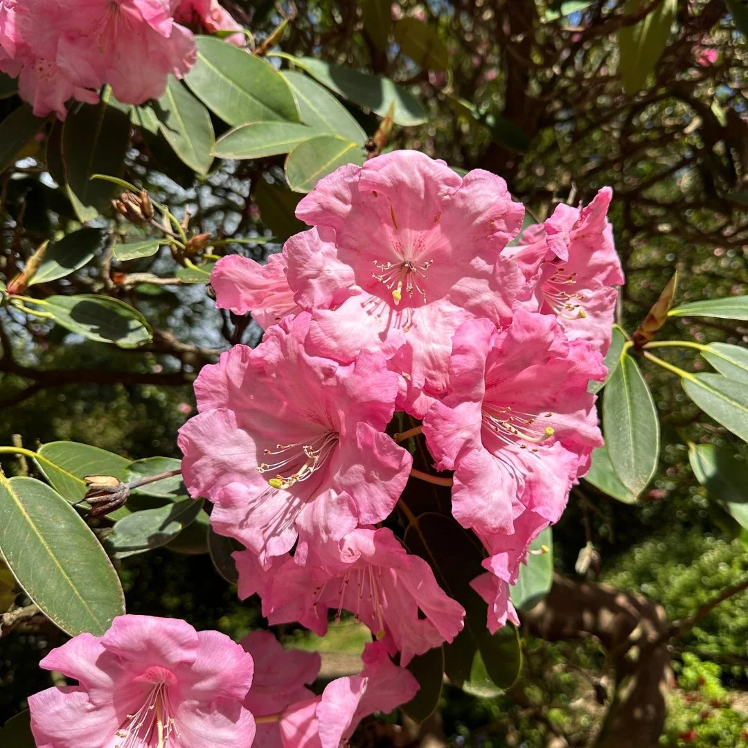 Azaleas