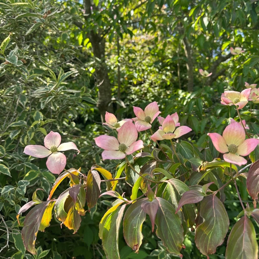 Flowering Dogwood