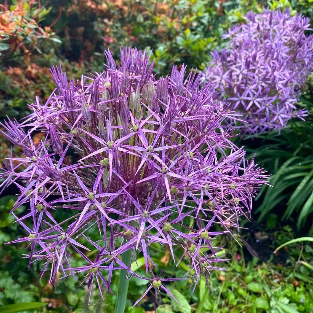 Alliums