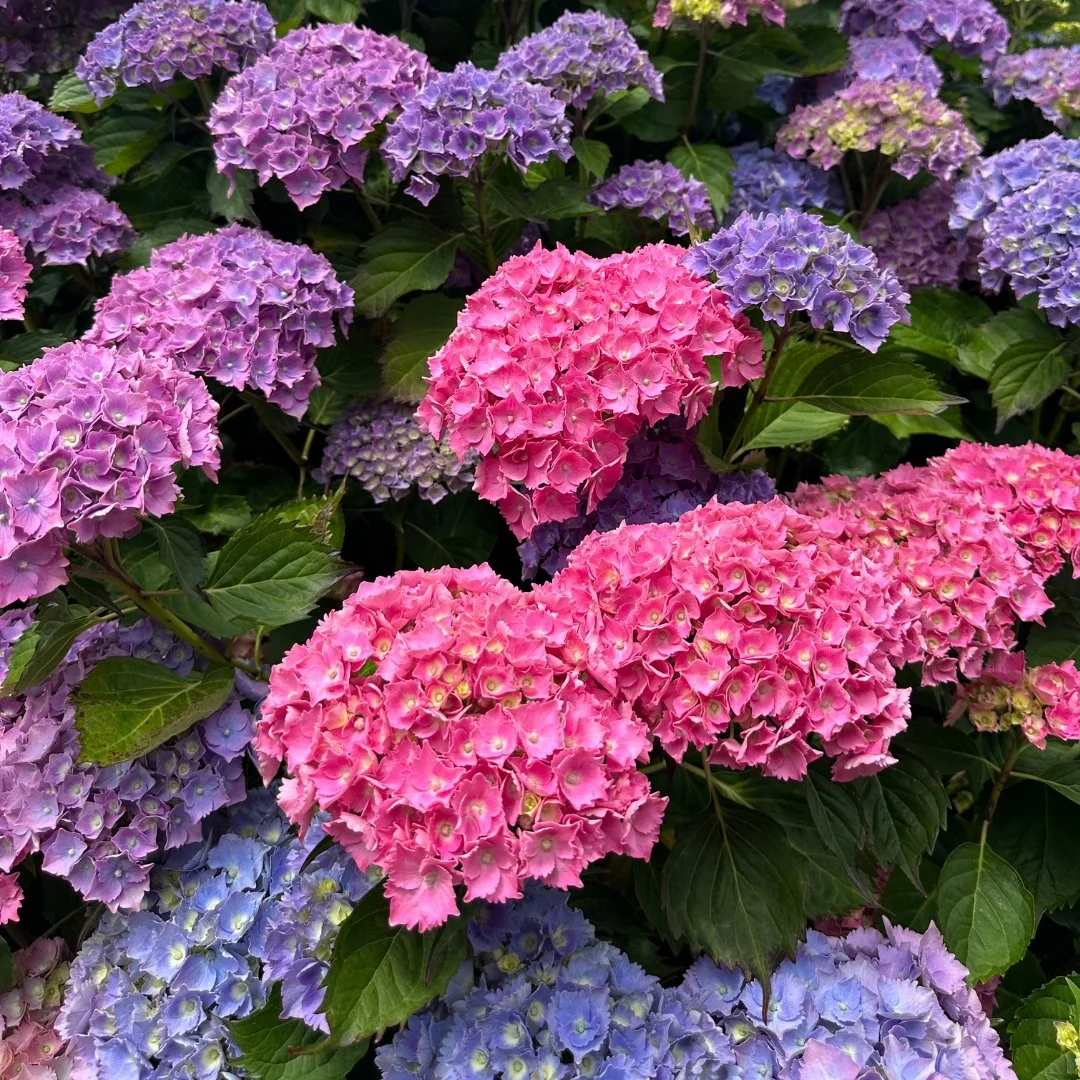 Hydrangeas 