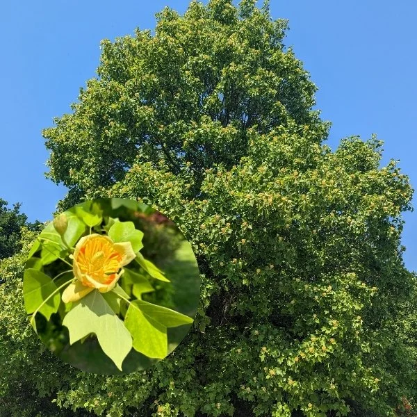 Garden News | June 2026