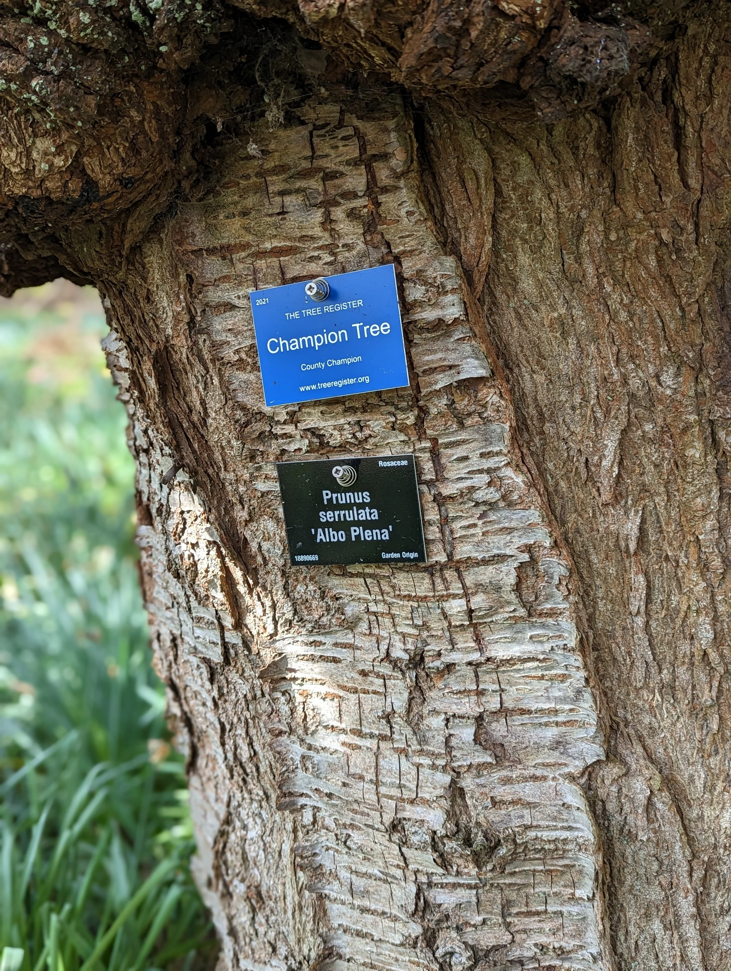 Leonardslee Champion Tree  (1).jpg