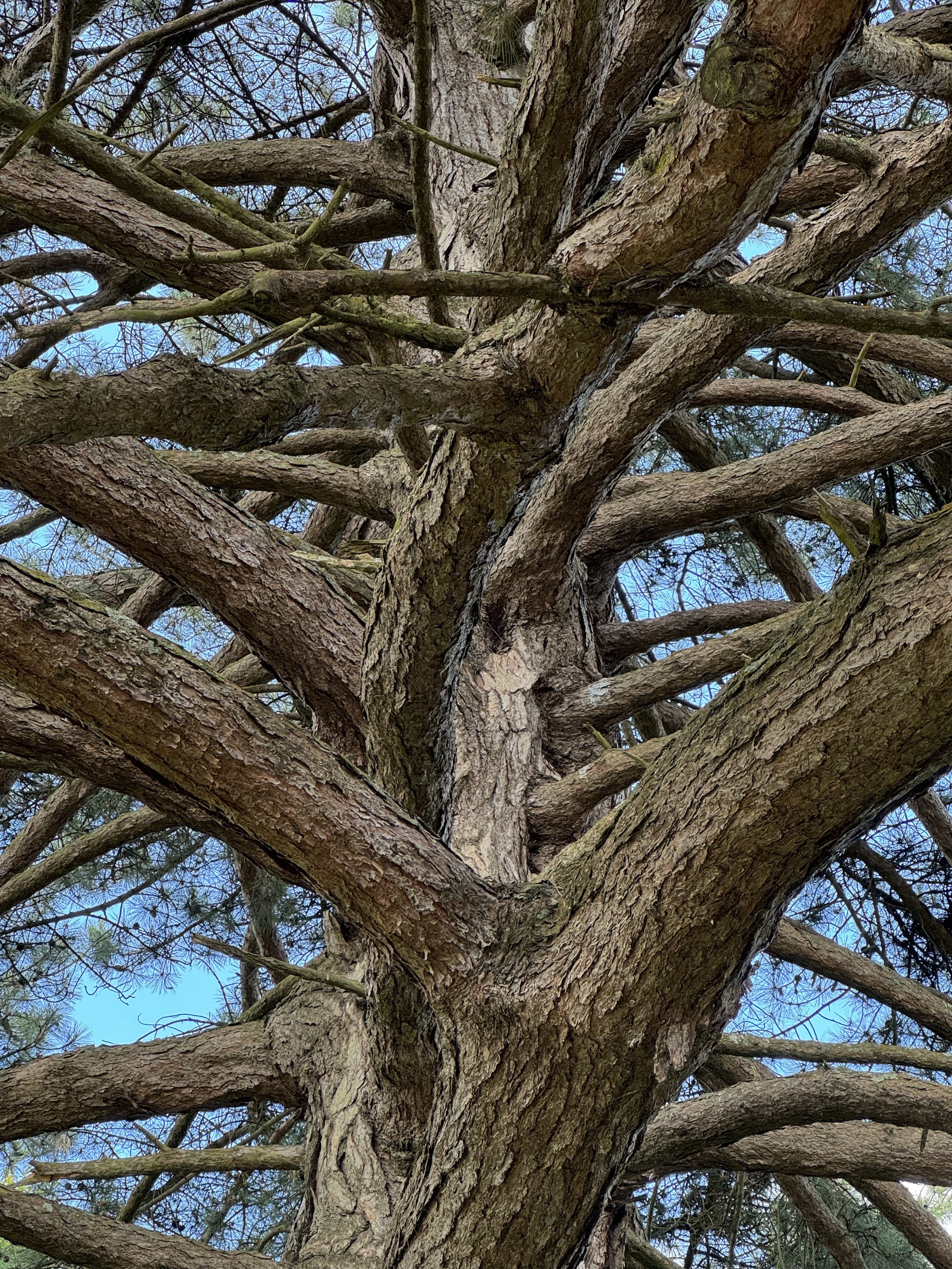 Leonardslee Champion Tree  (2).jpg