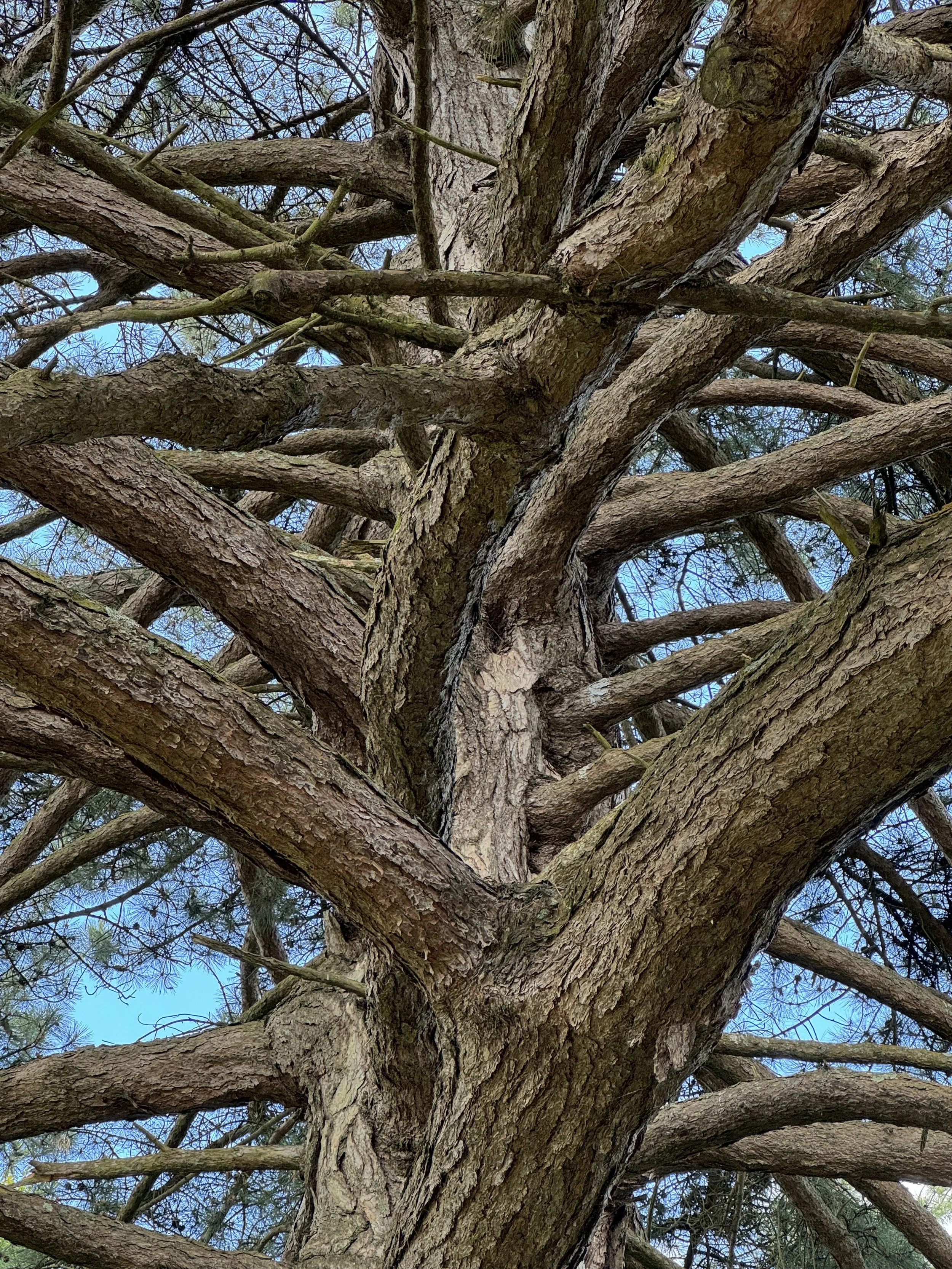 Best Walks at Leonardslee Lakes & Gardens | Woodland Walks in Sussex ...