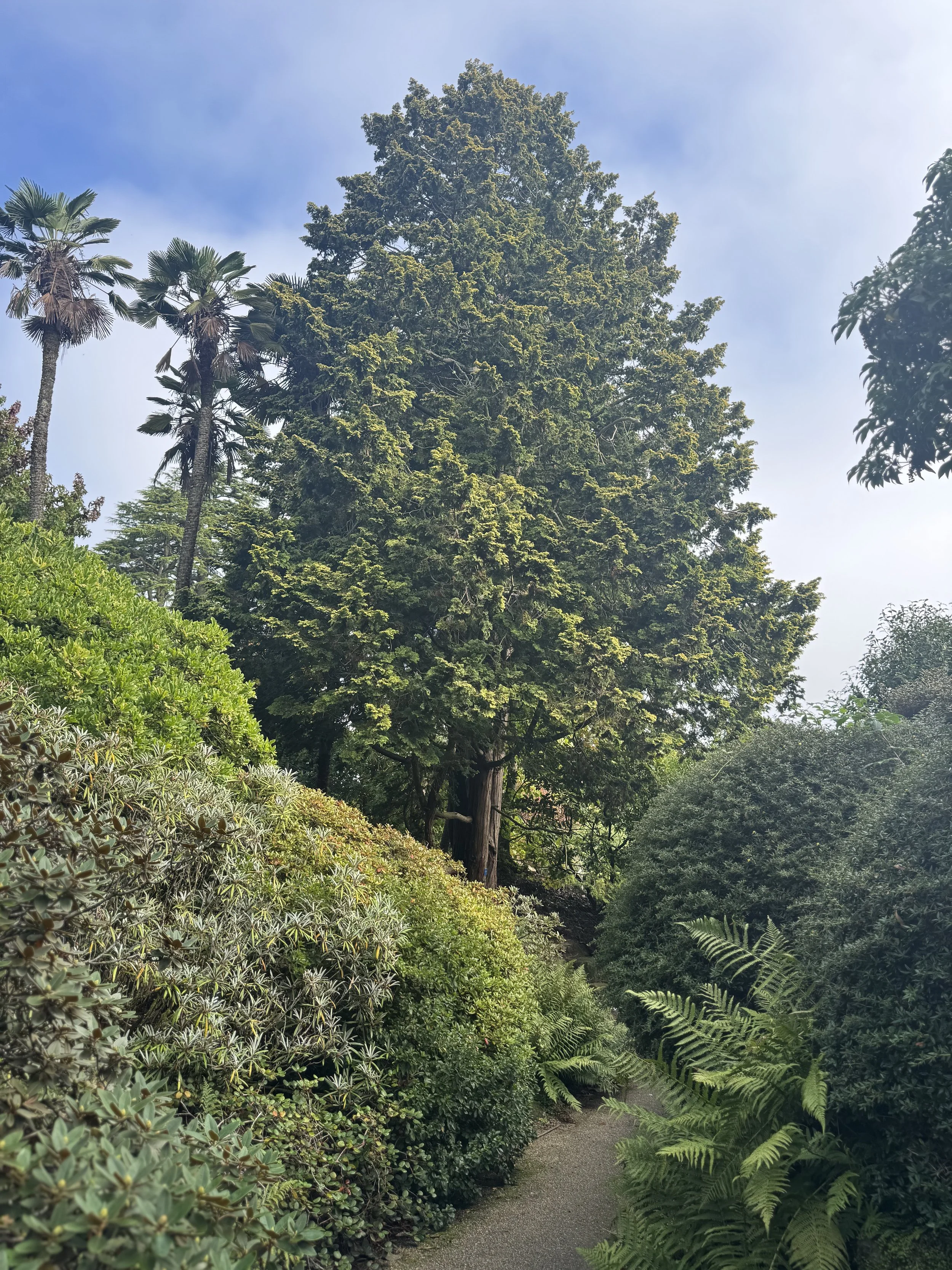 Leonardslee Champion Tree  (3).jpg
