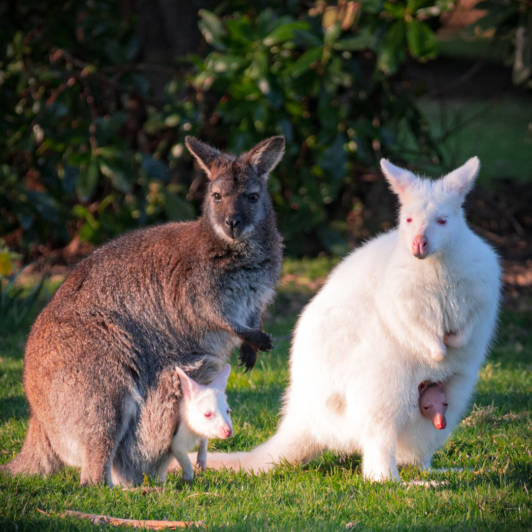 Wallaby enclosure.png