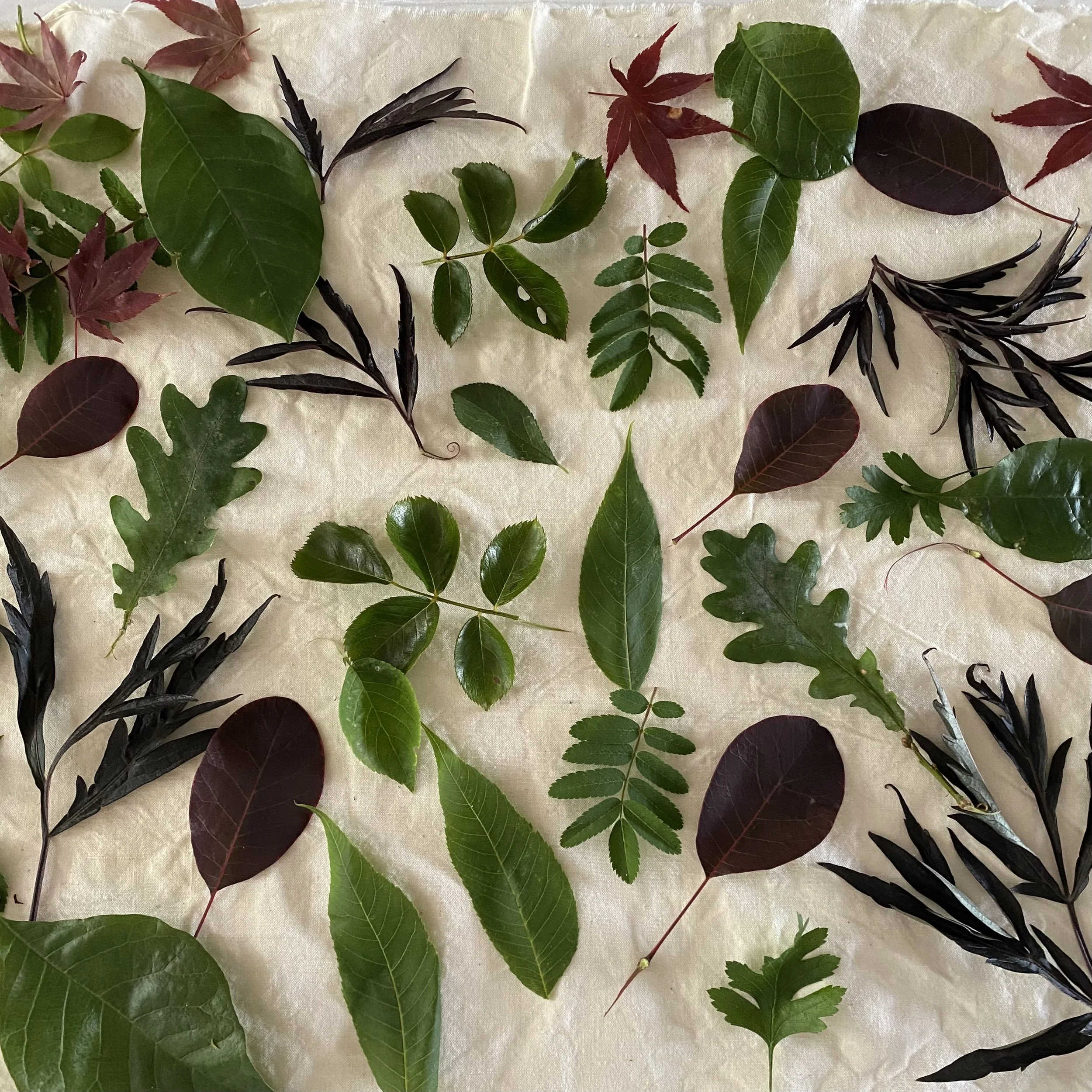 Introduction Botanical Printing.jpeg