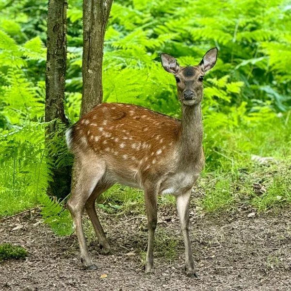 Deer at Leonardslee .jpg