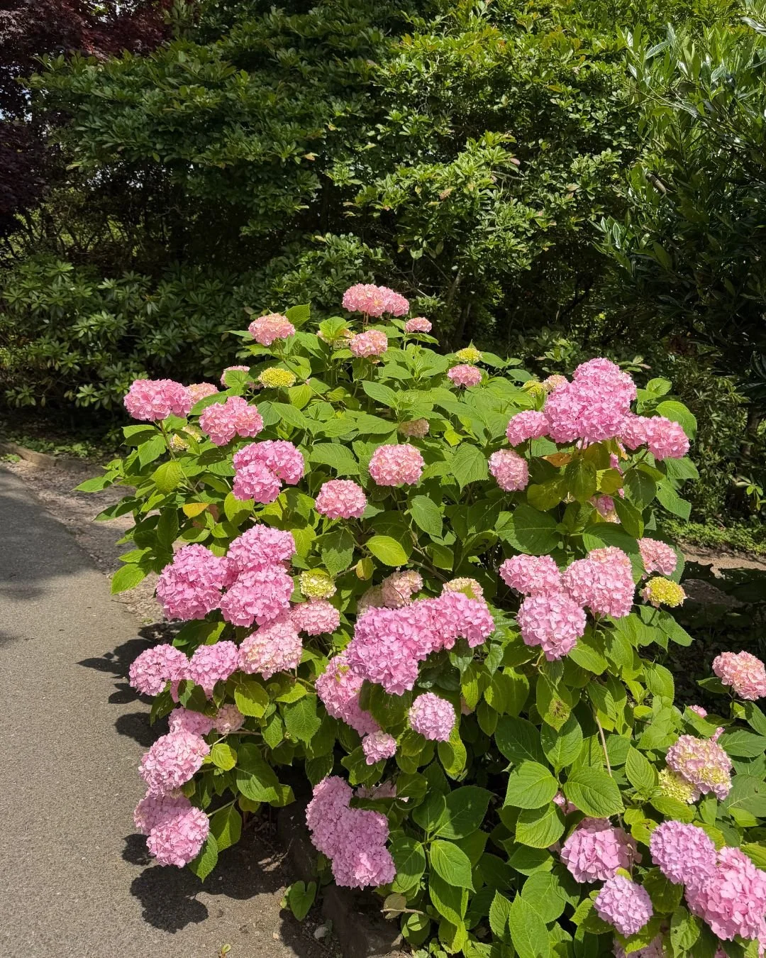 Hydrangeas 
