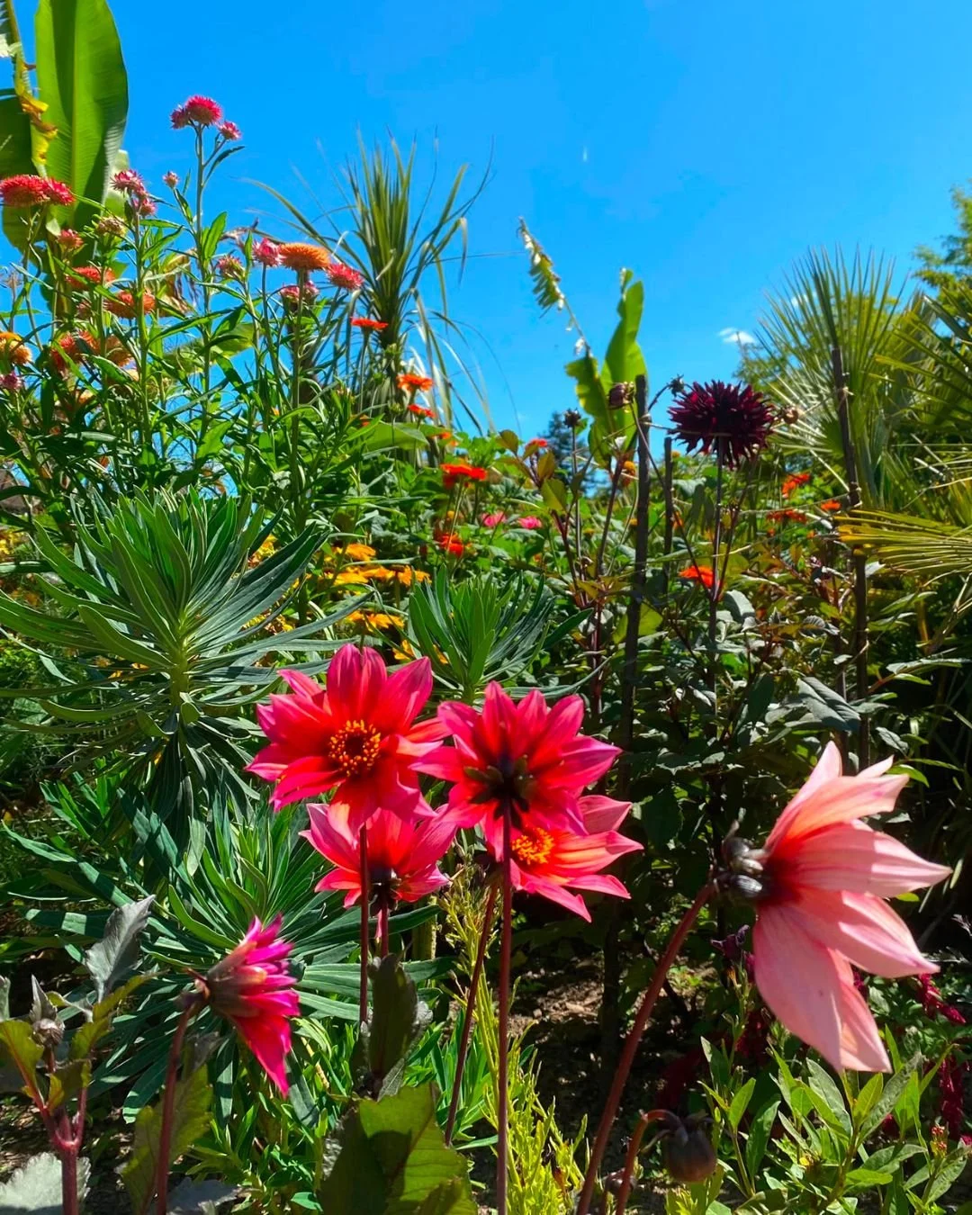 Herbaceous Border