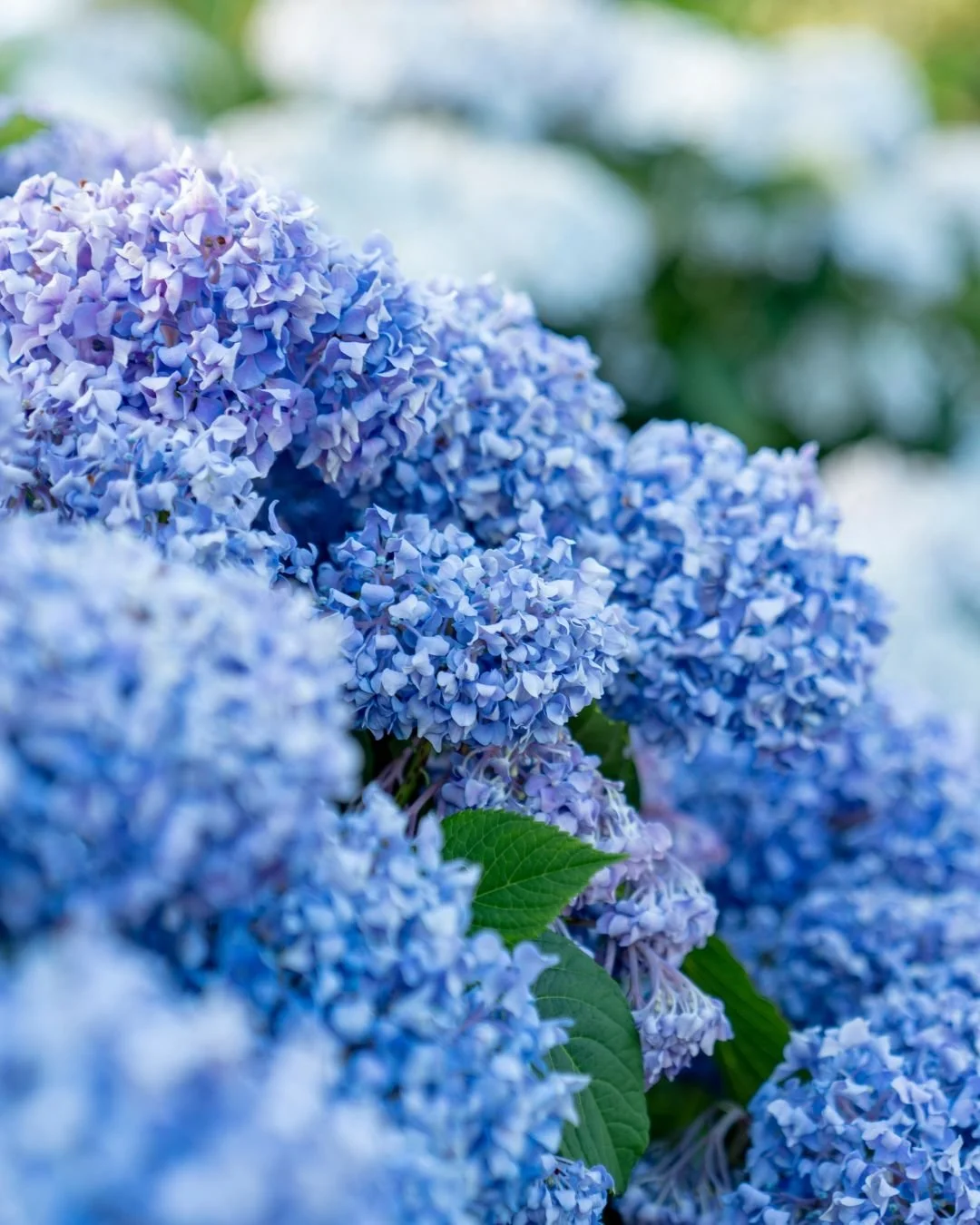 Hydrangeas Leonardslee Gardens.jpg