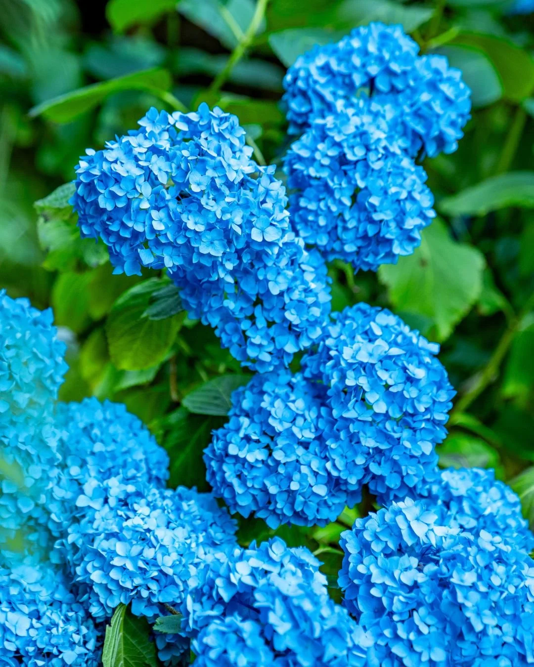 Hydrangeas Leonardslee.jpg