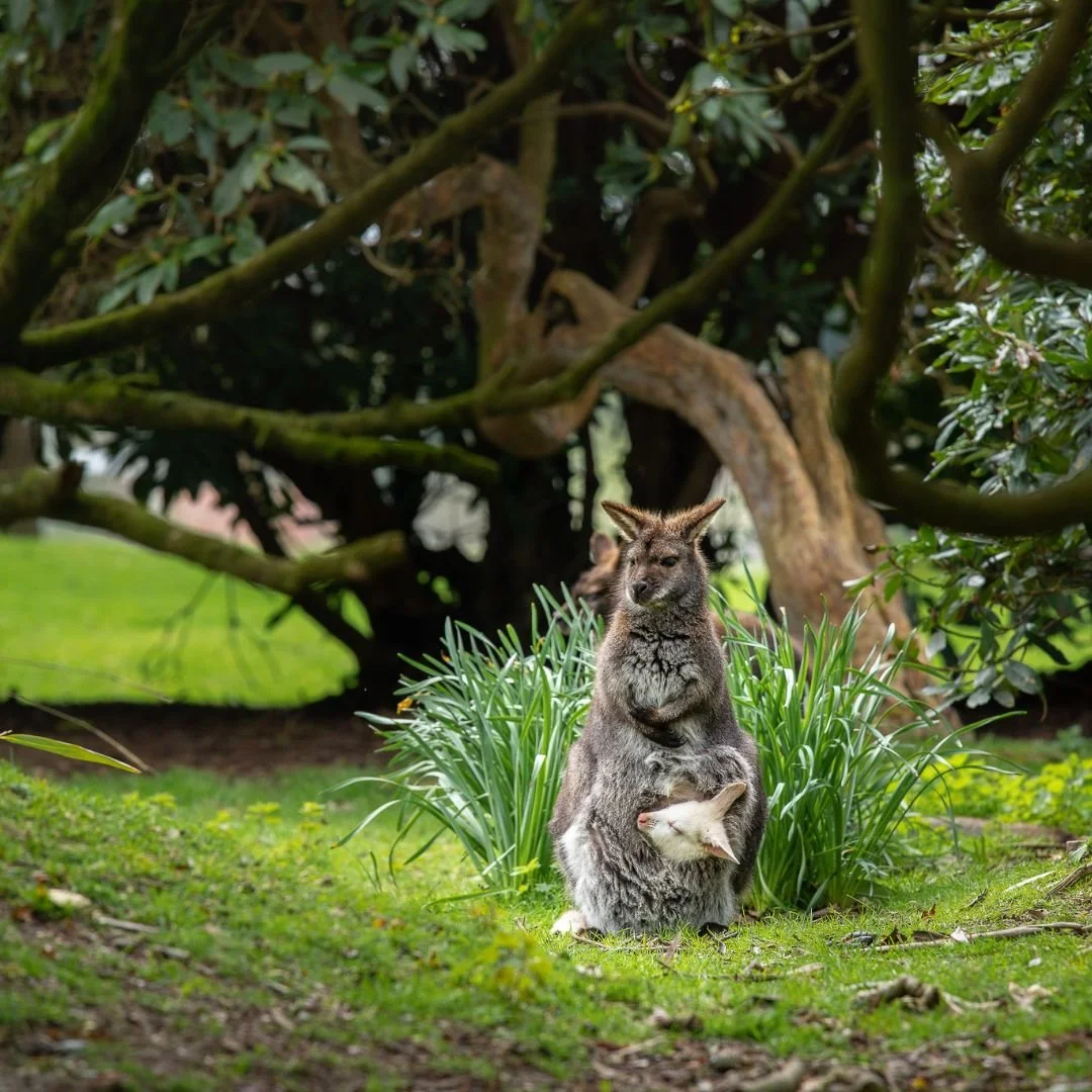 Wallabies at Leonardslee.jpg
