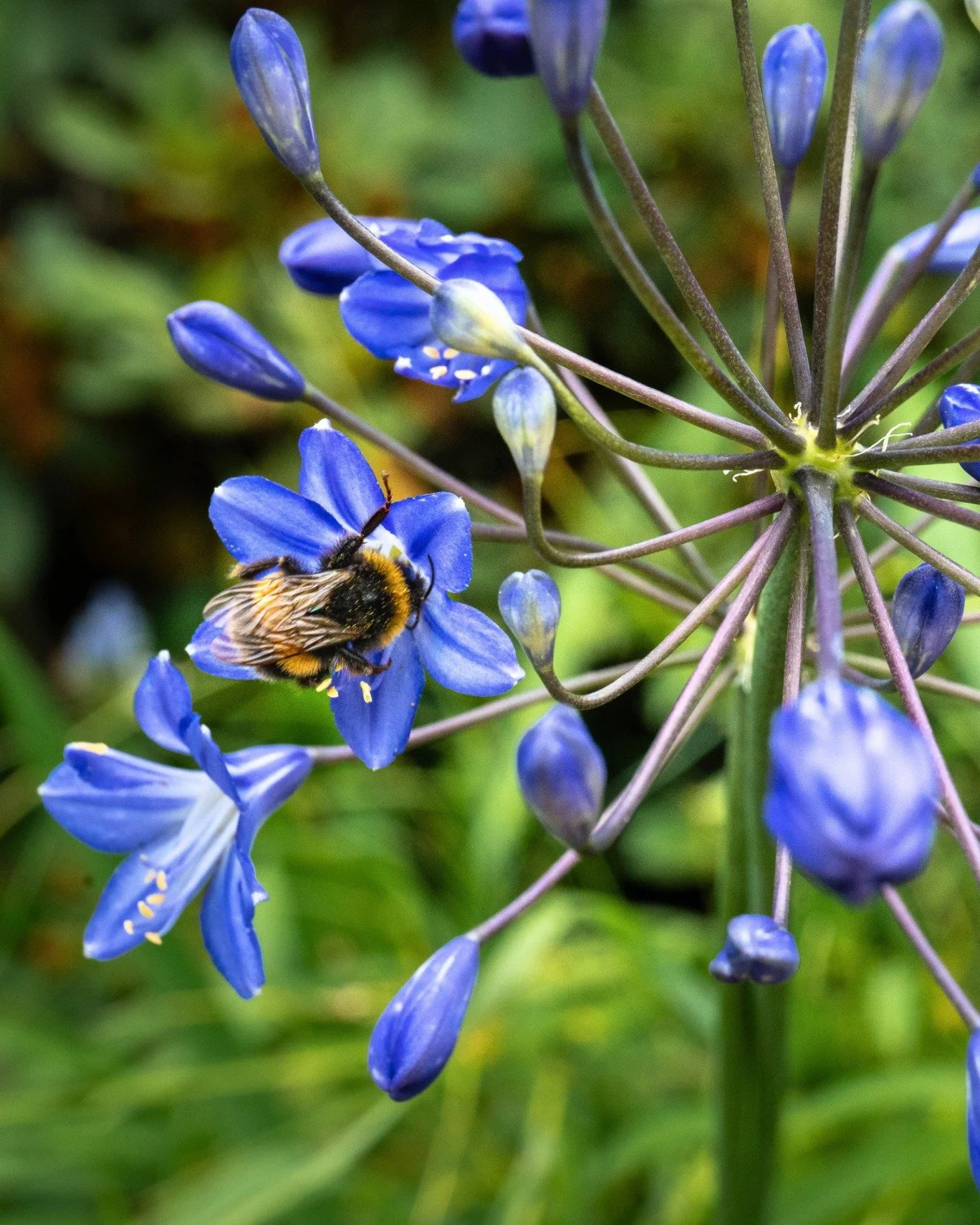 One of summer's busiest visitors 🐝💙

As the gardens fill with seasonal colour, bees can be spotted moving from flower to flower, helping to pollinate the plants that make this season so spectacular 🌿✨

A small reminder of the important role they p
