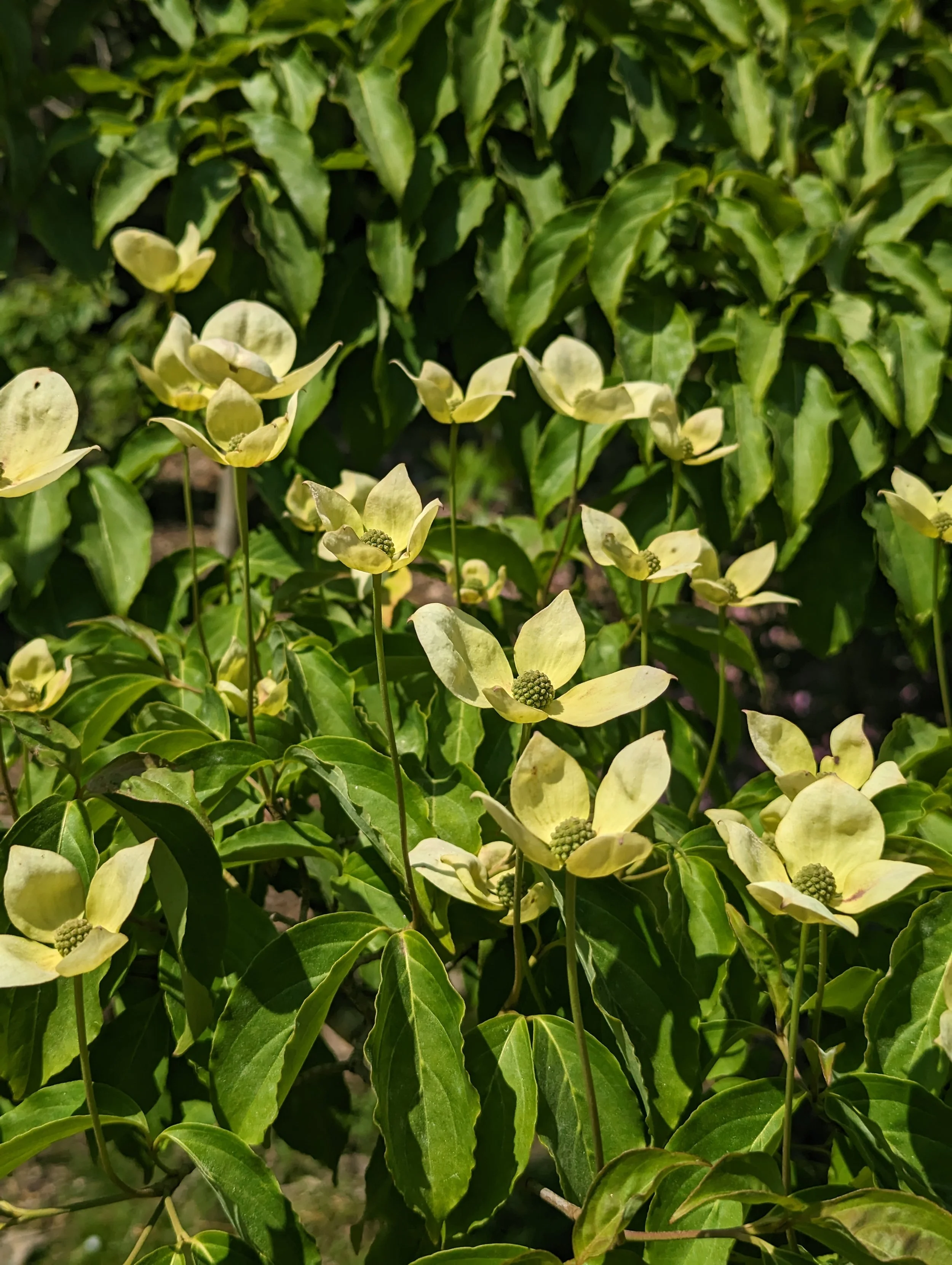 Cornus kousa ‘Norman Hadden’