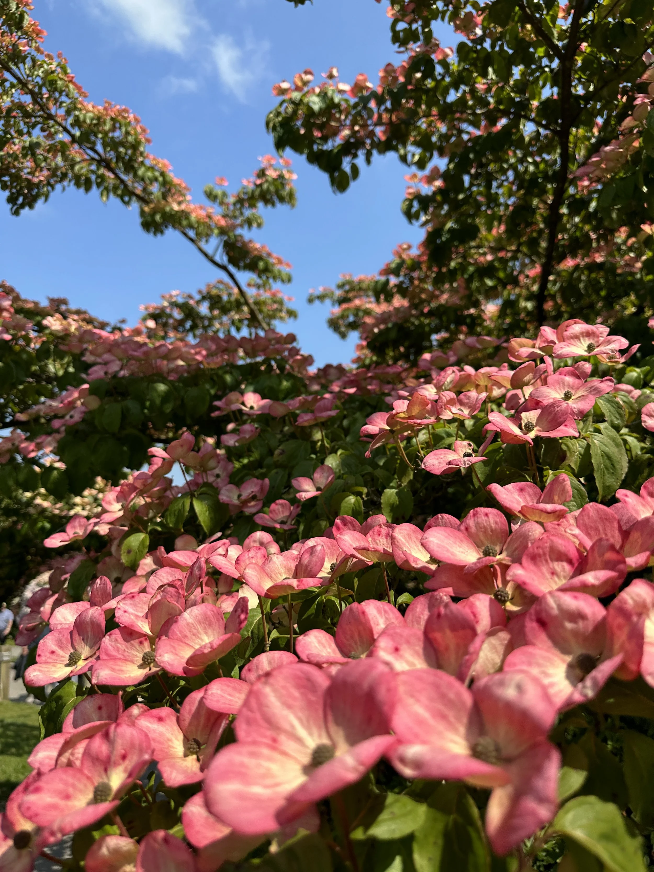 Cornus kousa