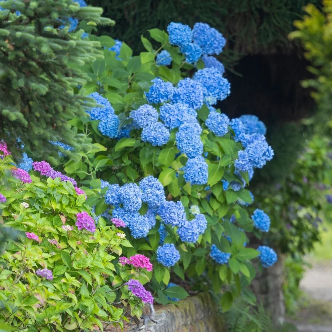 Hydrangeas