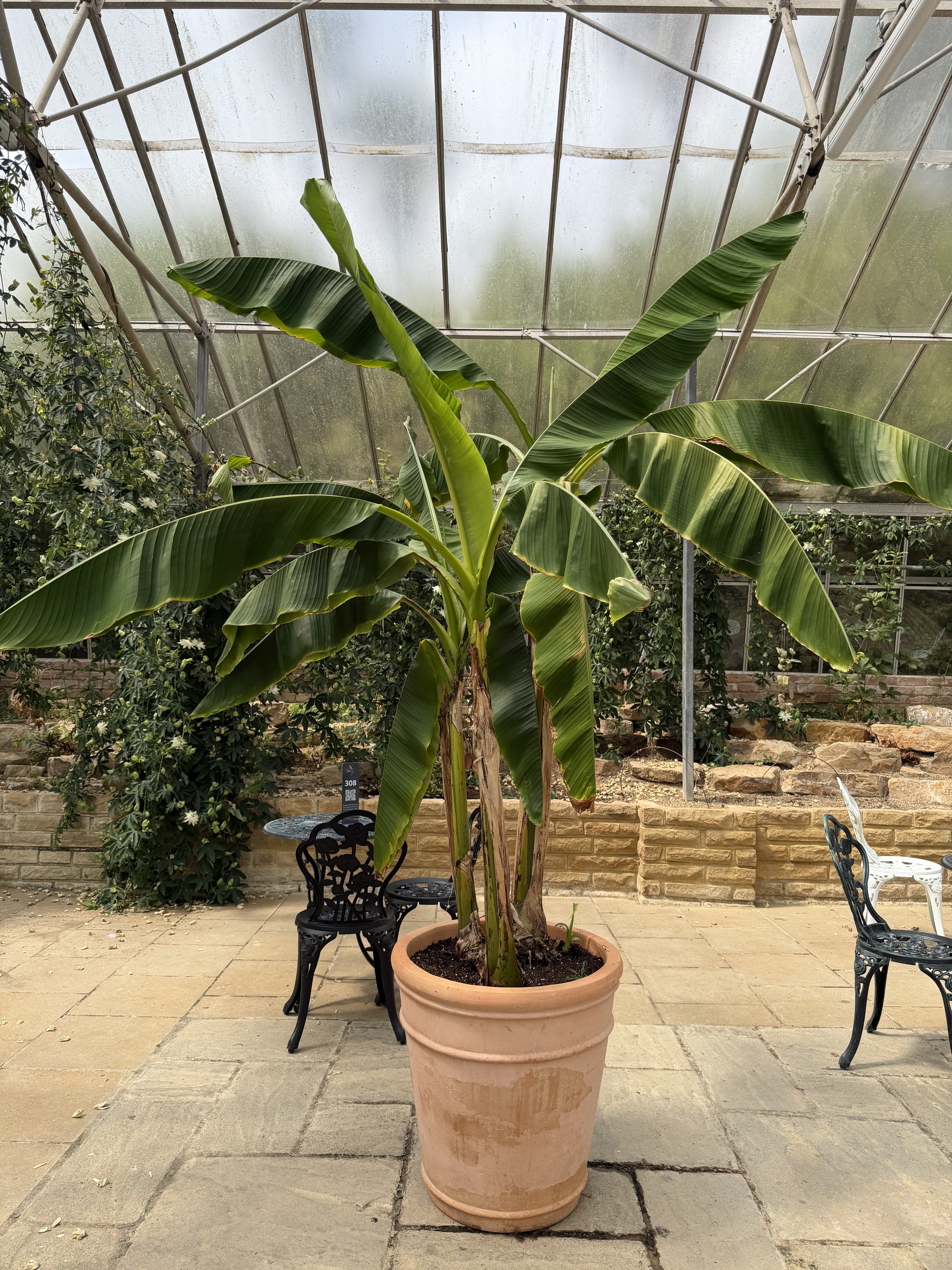 Ensete ventricosum ‘Maurelii’