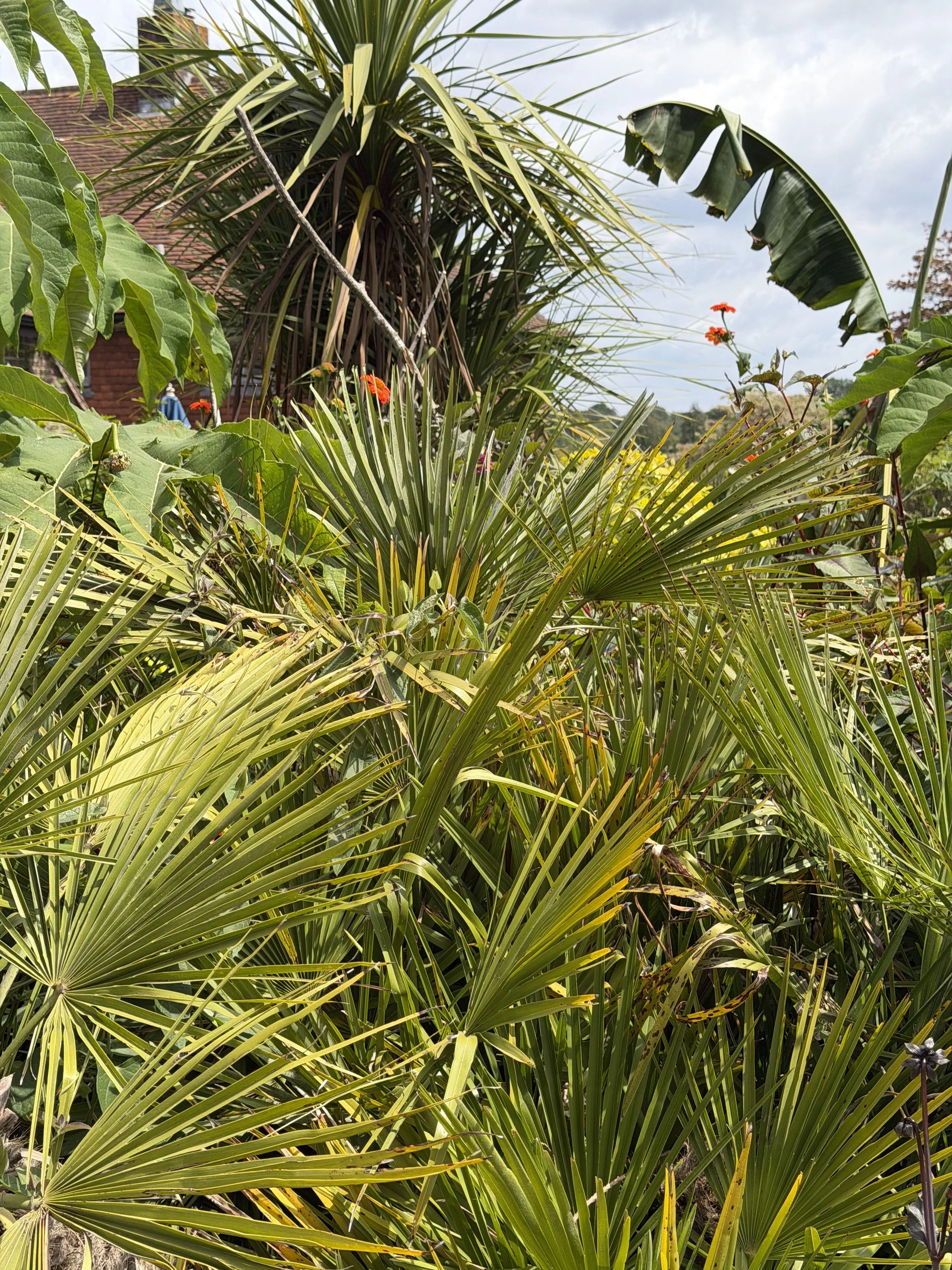Chamaerops humilis (Mediterranean Fan Palm)