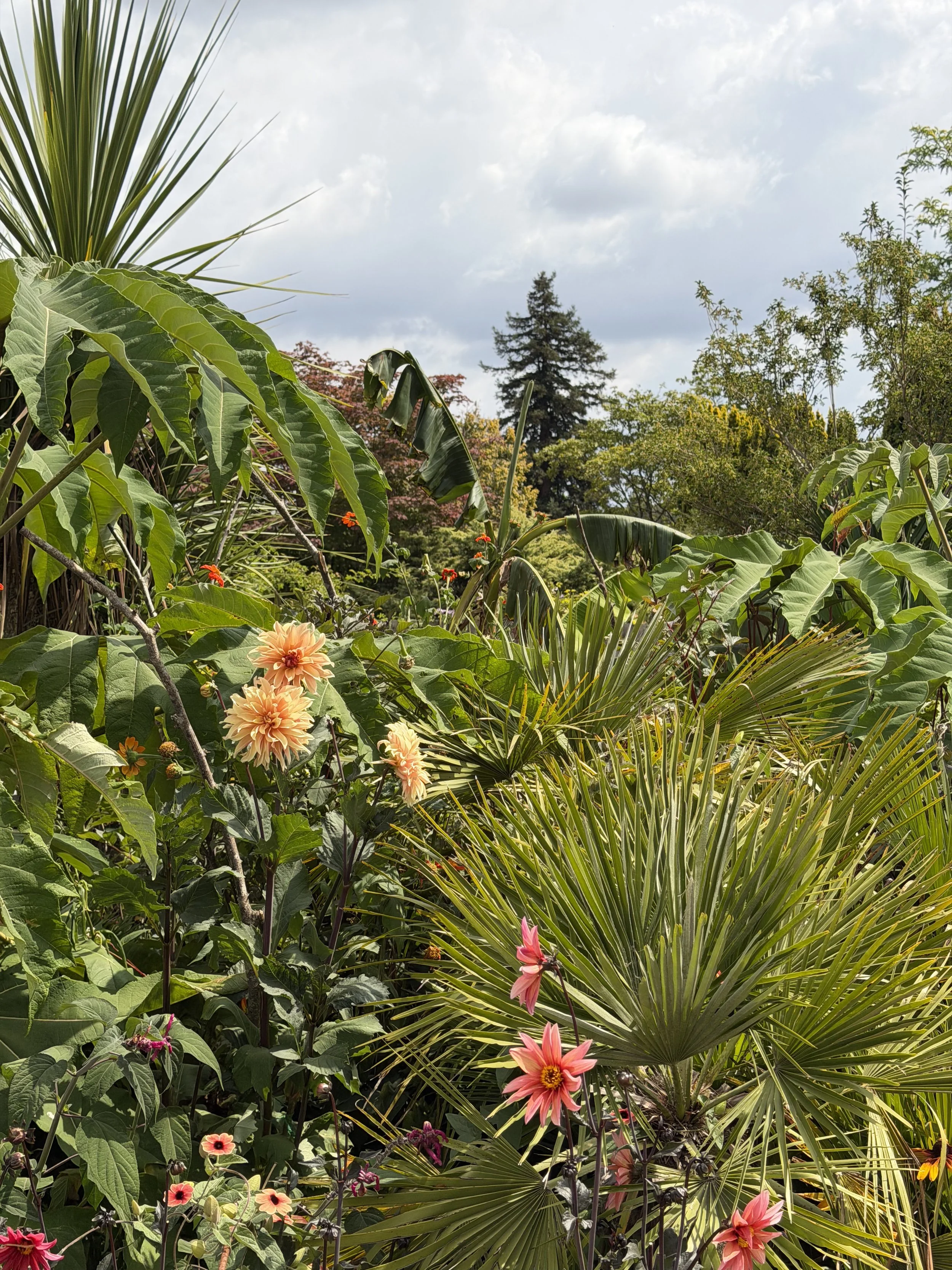  Dahlias ‘Waltzing Mathilda’ and ‘Black Jack’